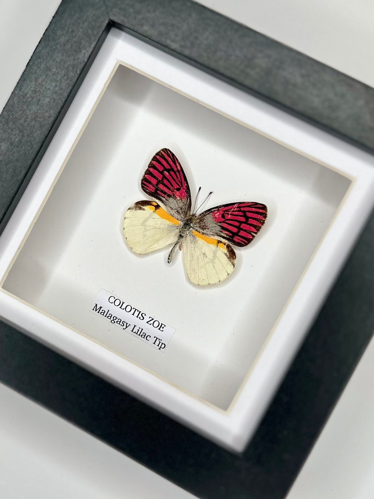 Malagasy Lilac Tip (Colotis Zoe) - Small Framed Butterfly