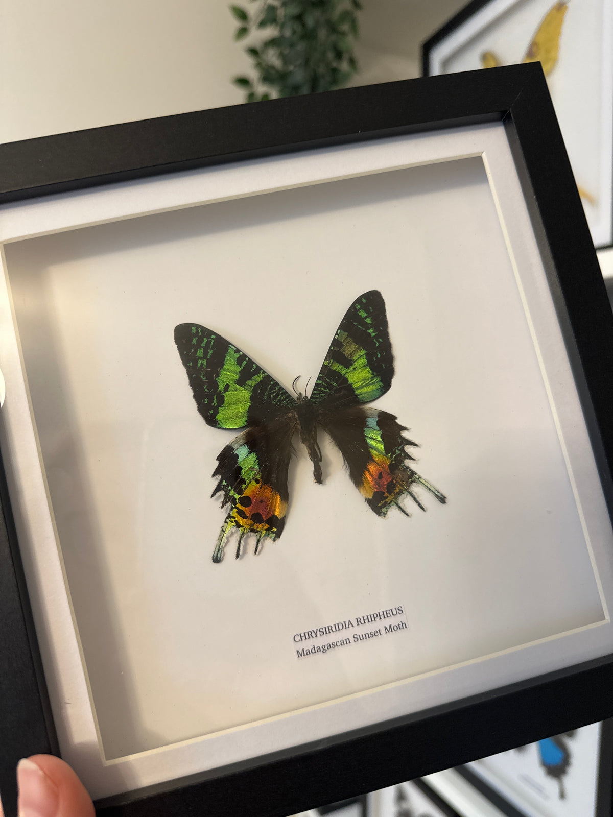 Sale | One Offs | Rare Pieces | Butterflies | Moths | Bugs