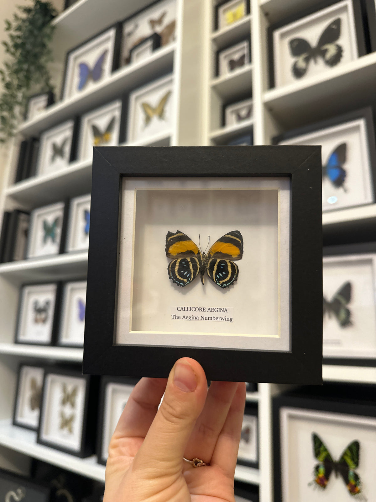 Sale | One Offs | Rare Pieces | Butterflies | Moths | Bugs
