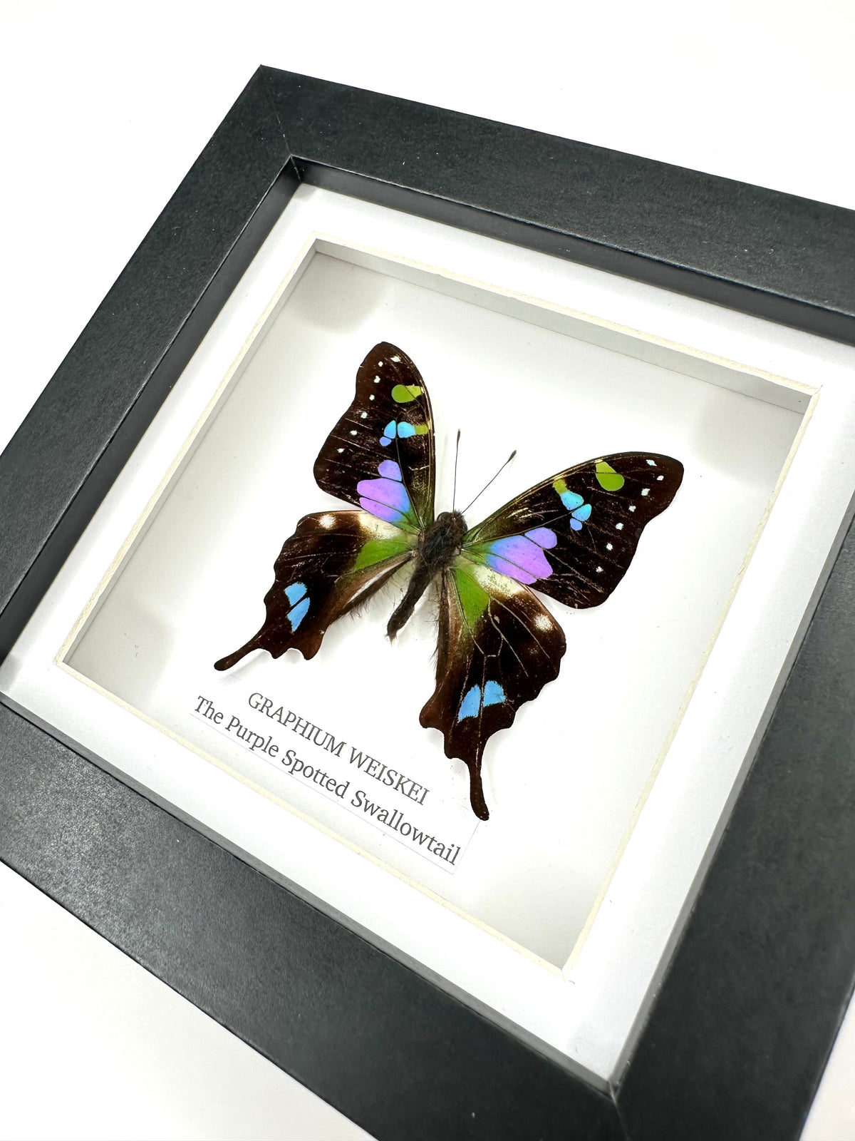 Purple Spotted Swallowtail (Graphium Weiskei) – Small Frame