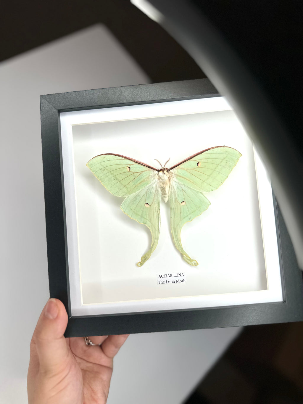 Luna Moth (Actias Luna) - Medium Framed Moth