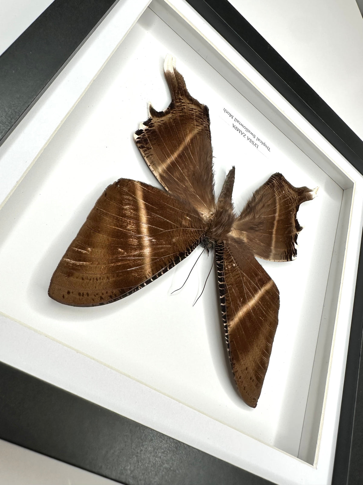 Tropical Swallowtail Moth (Lyssa Zampa) – Medium Framed Moth