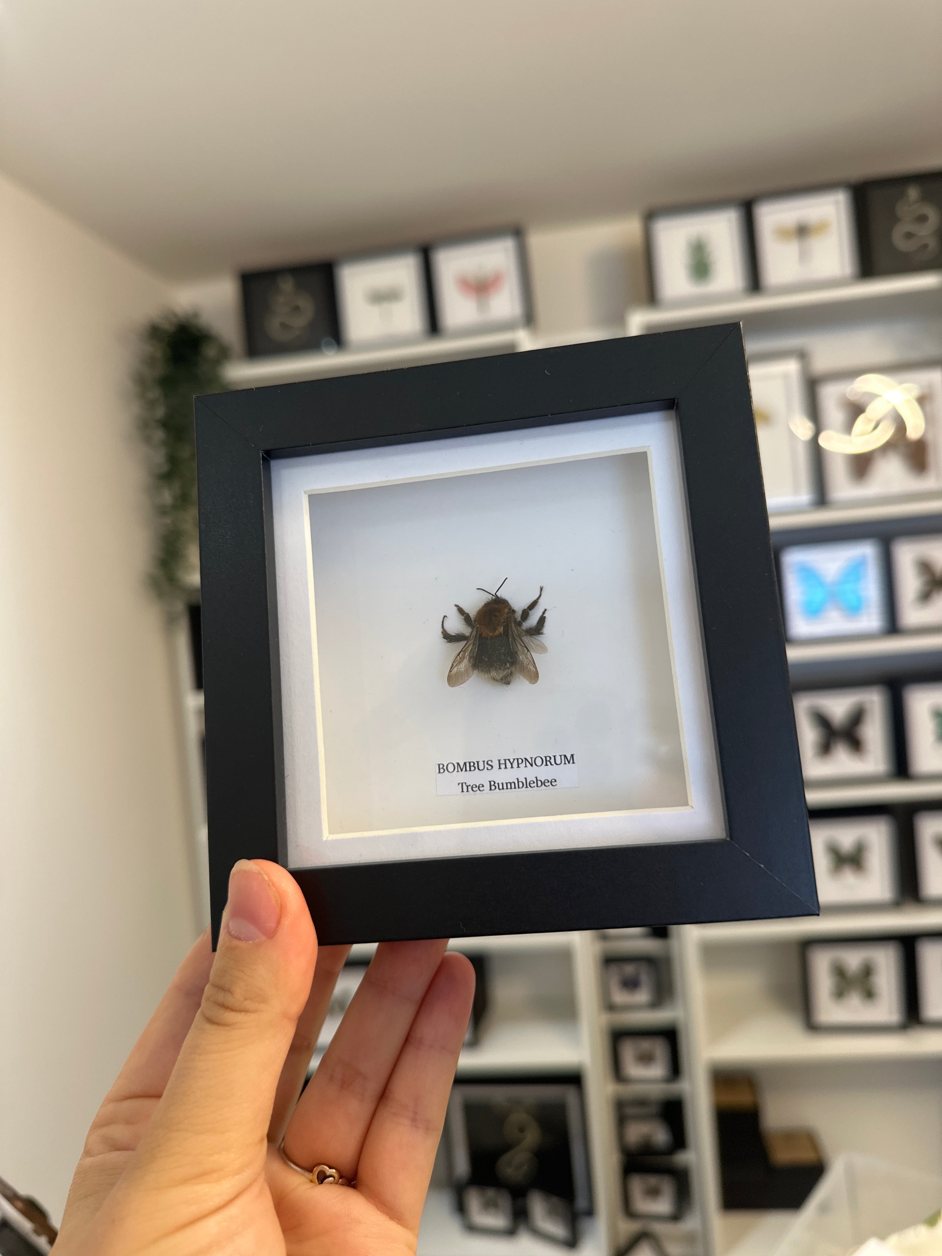 Sale | One Offs | Rare Pieces | Butterflies | Moths | Bugs