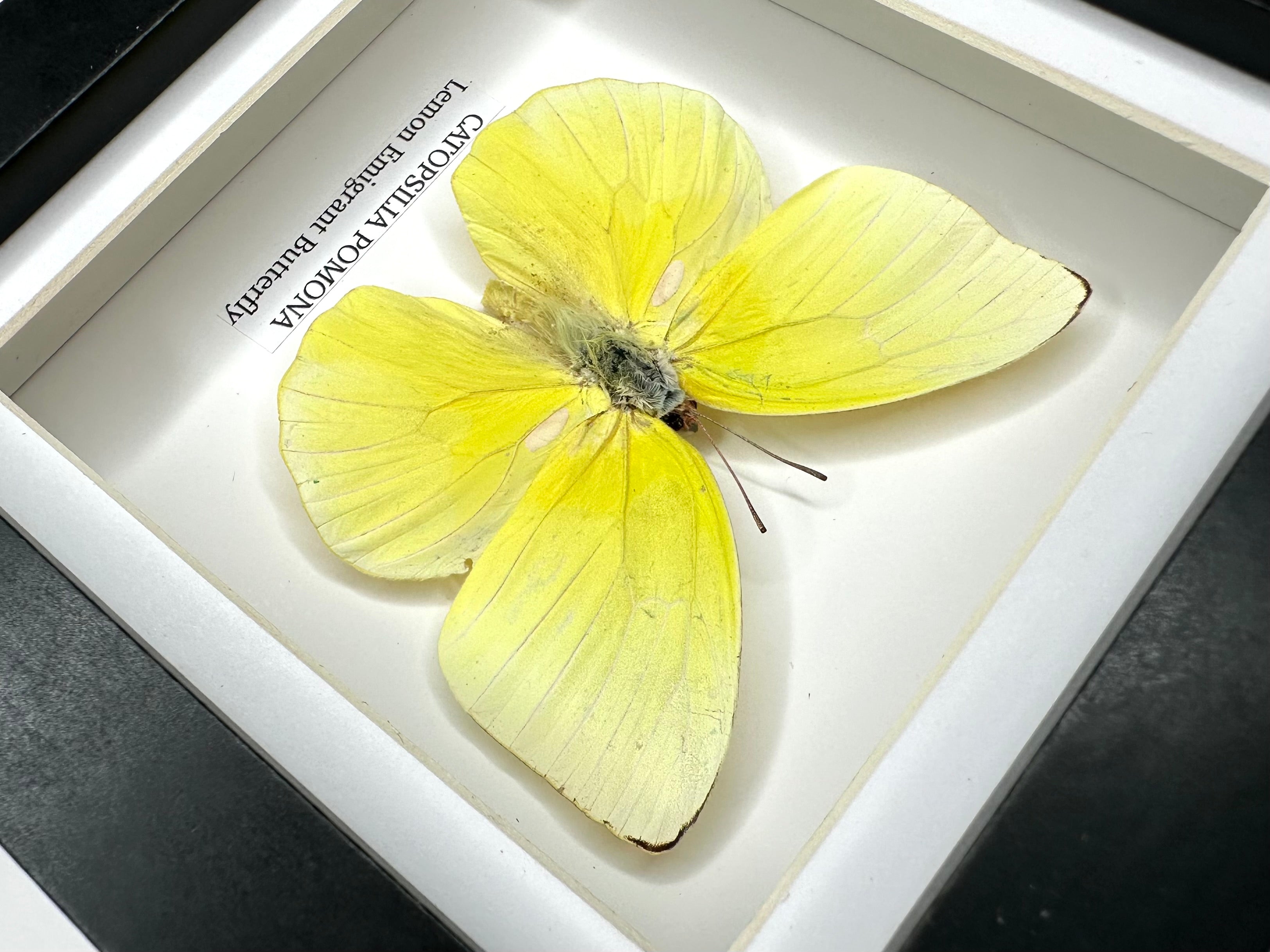 Lemon Emigrant (Catopsilia Pomona) - Small Framed Butterfly