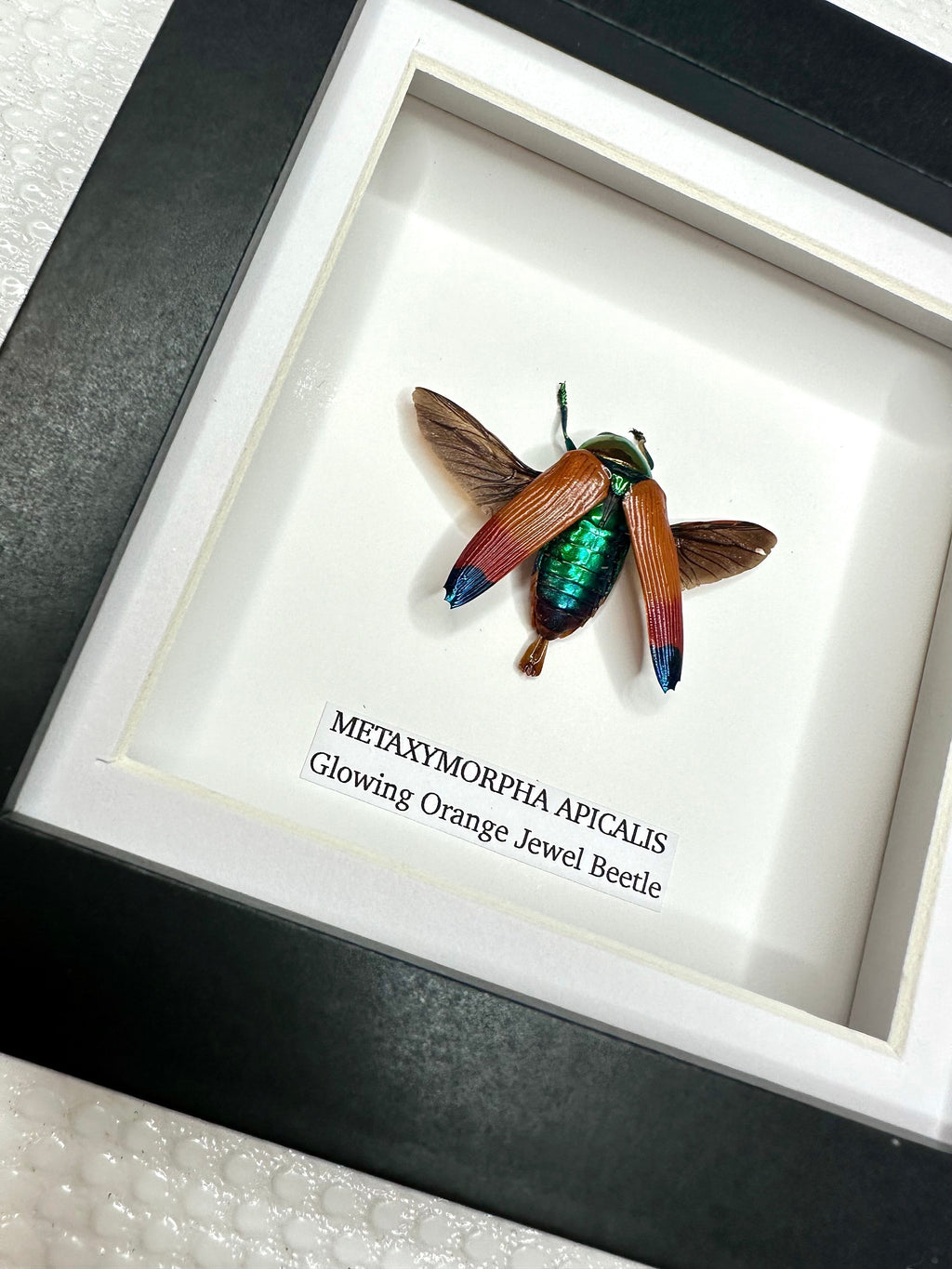 Glowing Orange Beetle – Small Frame
