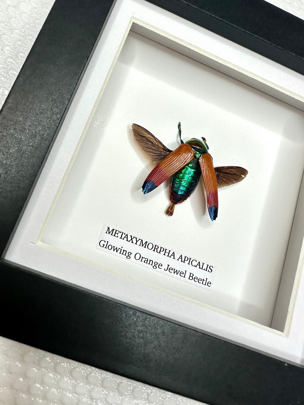 Glowing Orange Beetle – Small Frame