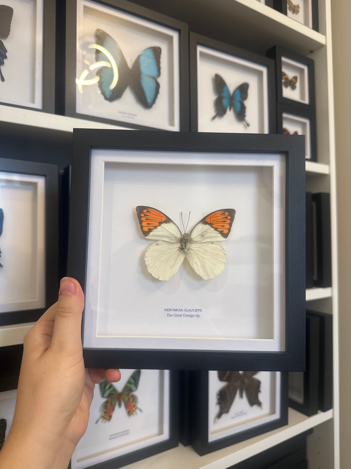 Sale | One Offs | Rare Pieces | Butterflies | Moths | Bugs