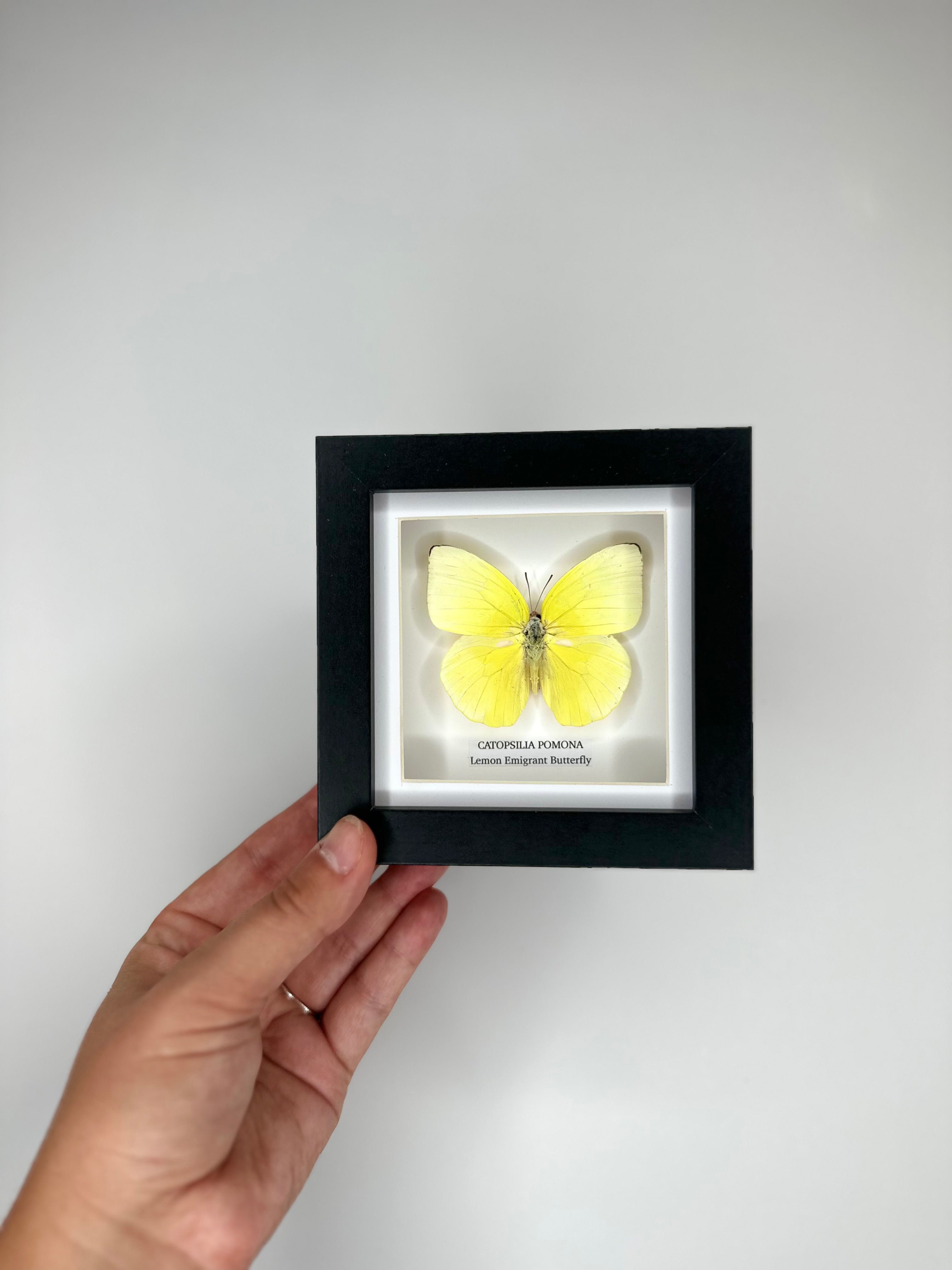 Lemon Emigrant (Catopsilia Pomona) - Small Framed Butterfly