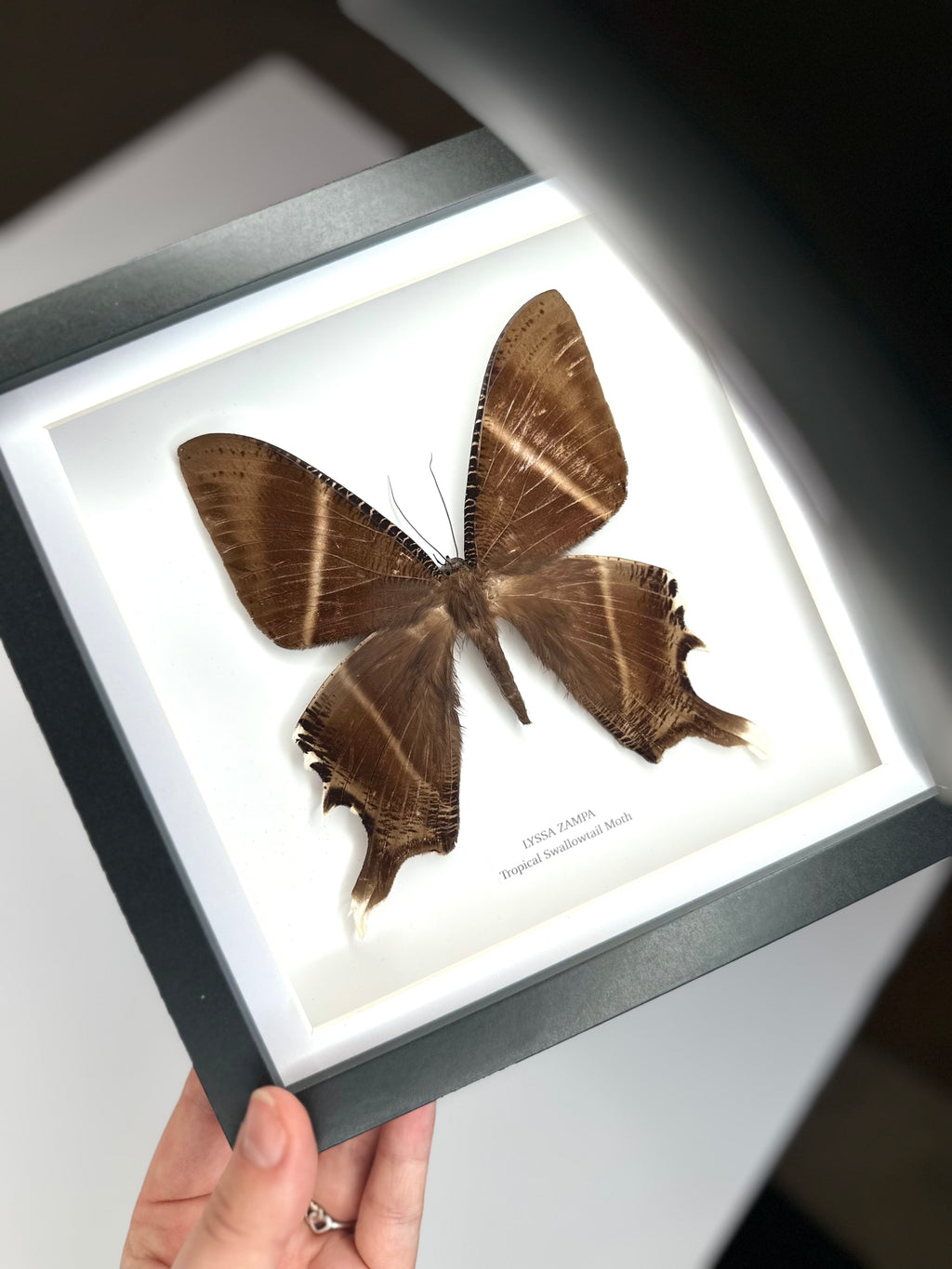 Tropical Swallowtail Moth (Lyssa Zampa) – Medium Framed Moth