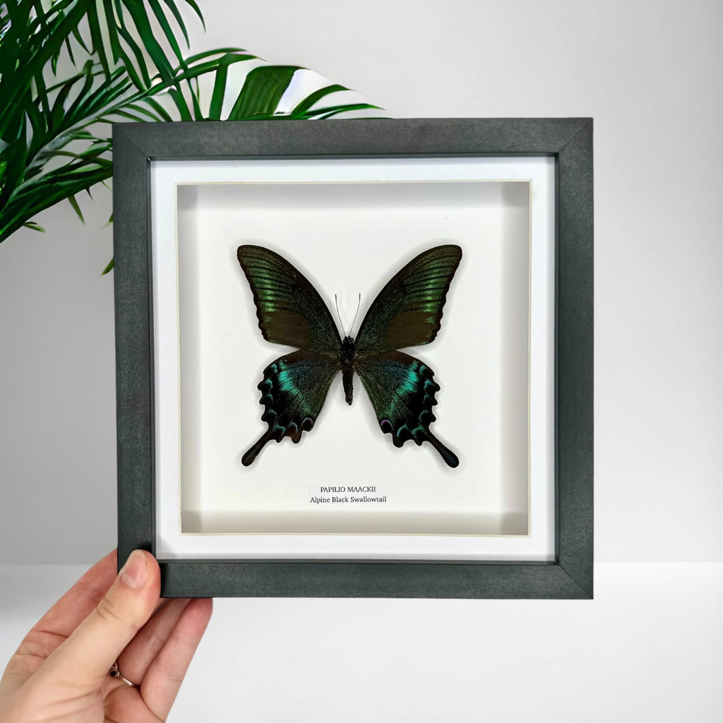 Alpine Black Swallowtail (Papilio Maackii) – Medium Framed Butterfly
