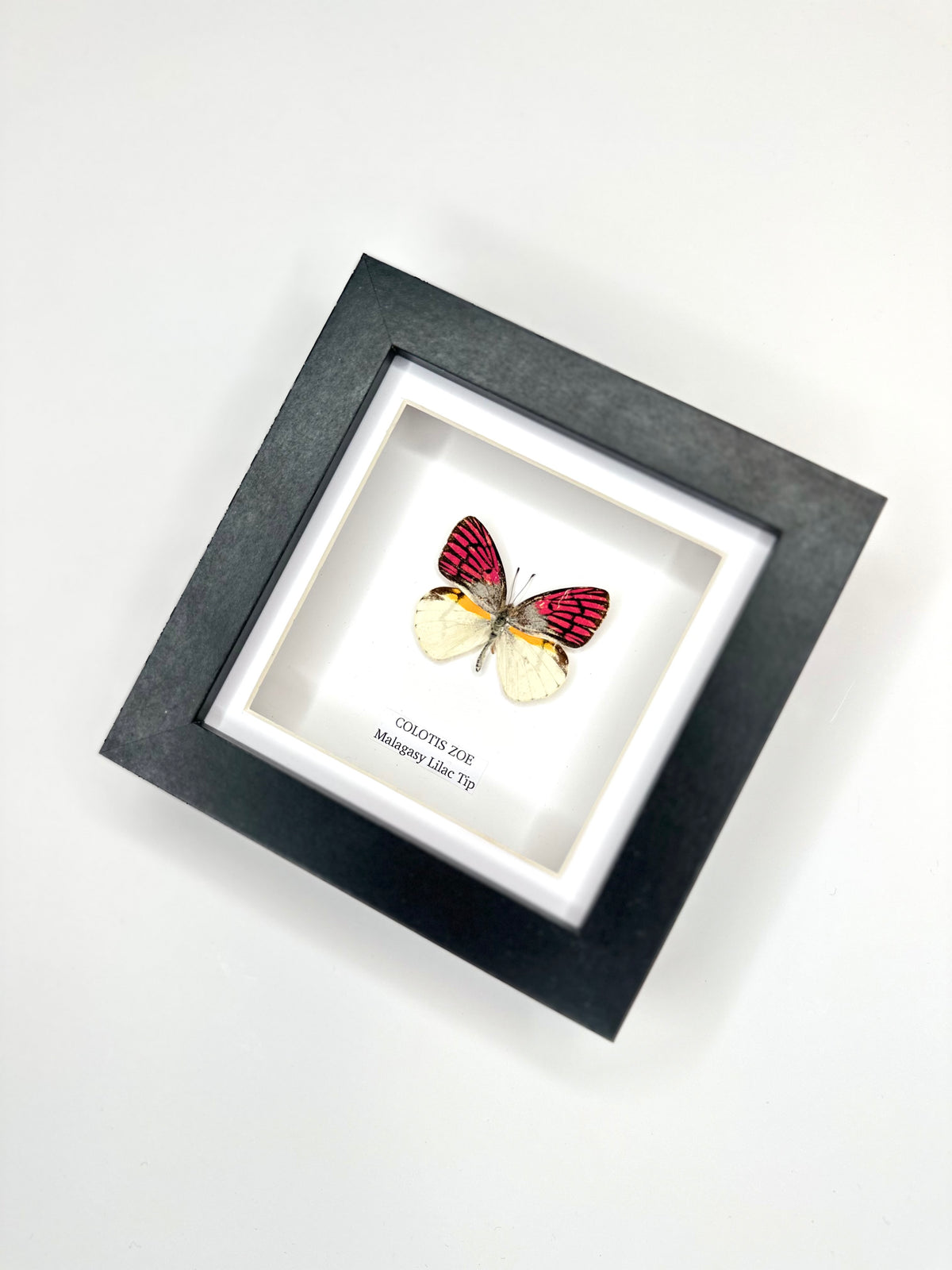 Malagasy Lilac Tip (Colotis Zoe) - Small Framed Butterfly