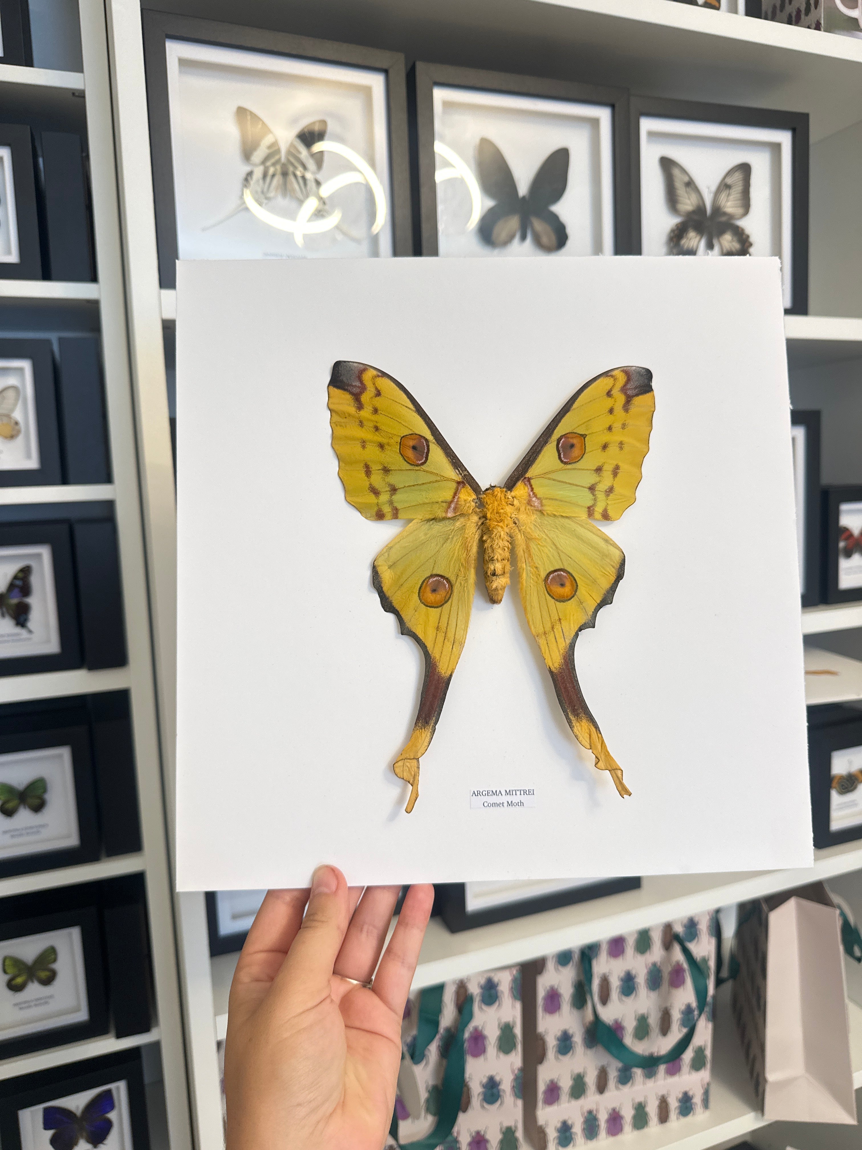 Comet Moth (Argema Mittrei) Female - XL Frame