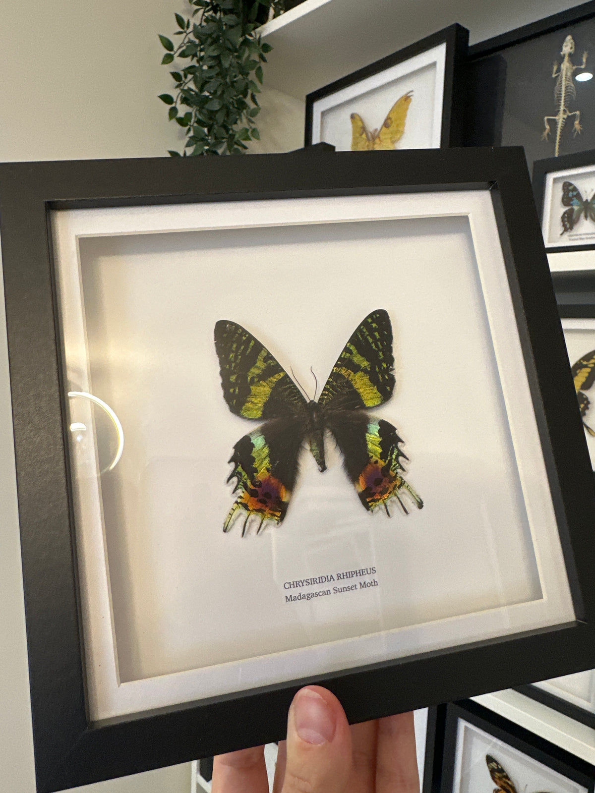 Sale | One Offs | Rare Pieces | Butterflies | Moths | Bugs