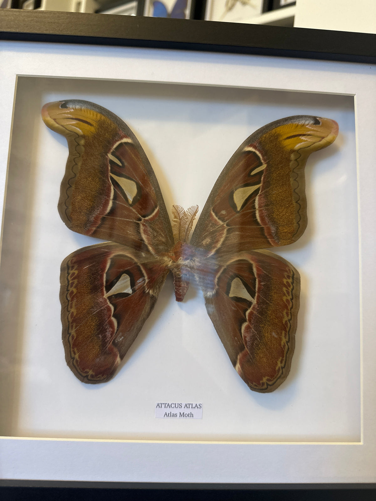 Giant Atlas Moth (Attacus Atlas) – Large Frame