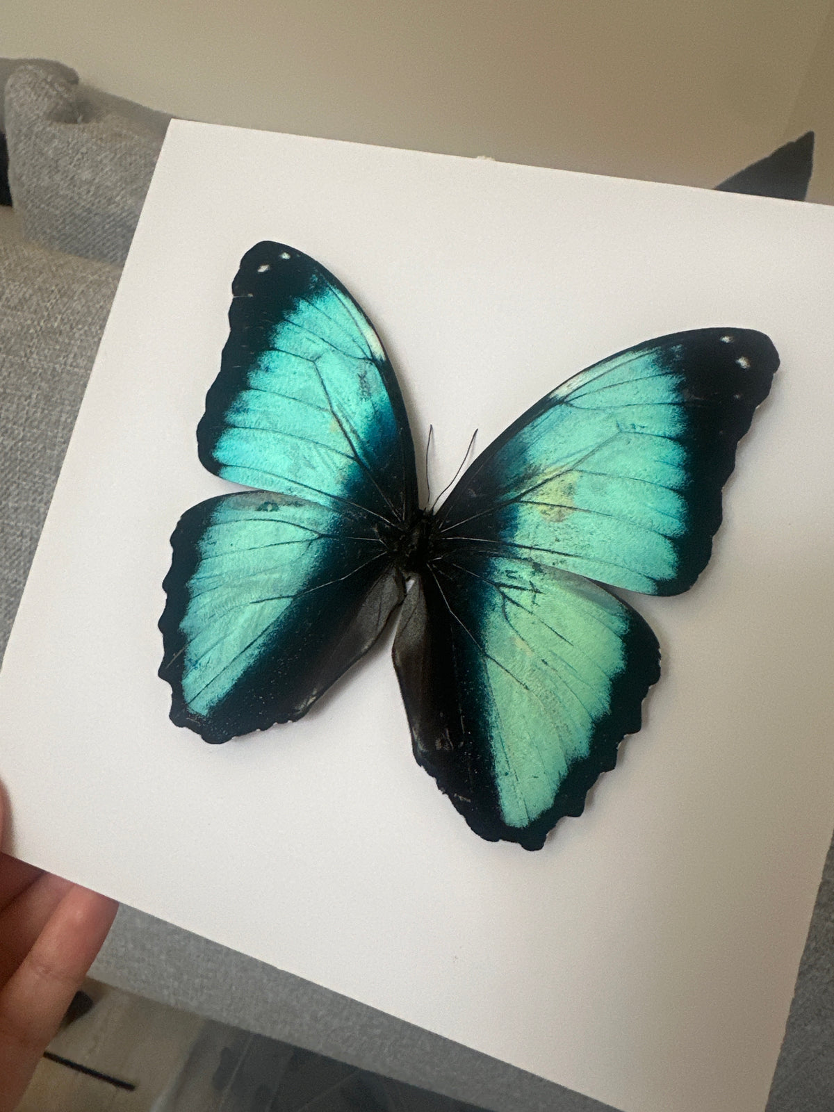 Scarce Morpho (Male Morpho Deidamia) – Medium Framed Butterfly