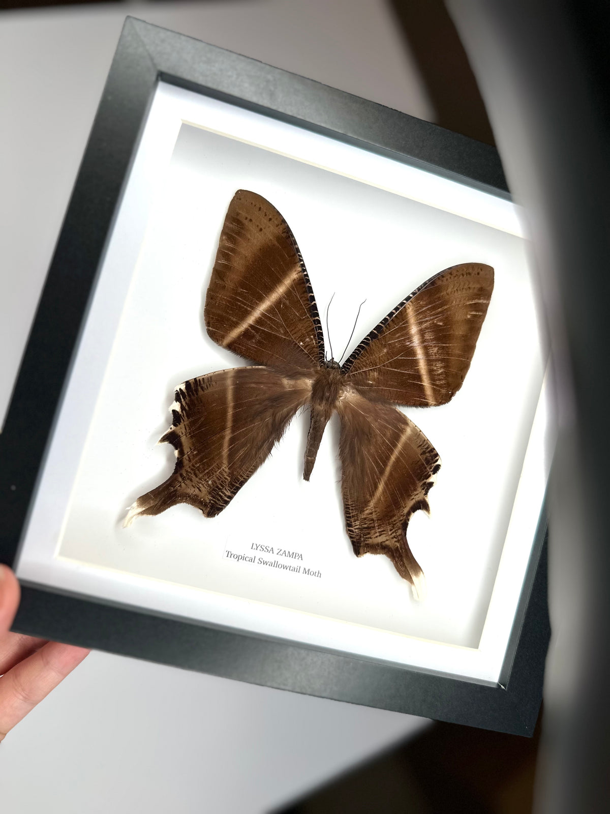 Tropical Swallowtail Moth (Lyssa Zampa) – Medium Framed Moth