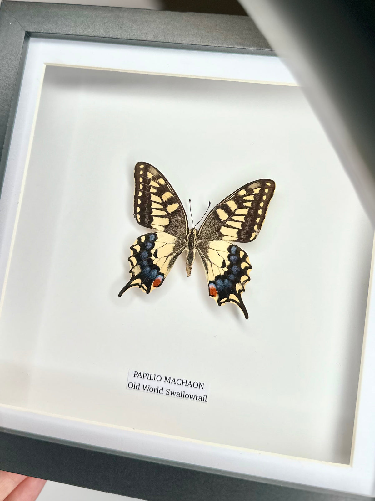 Old World Swallowtail (Papilio Machaon) - Medium Framed Butterfly