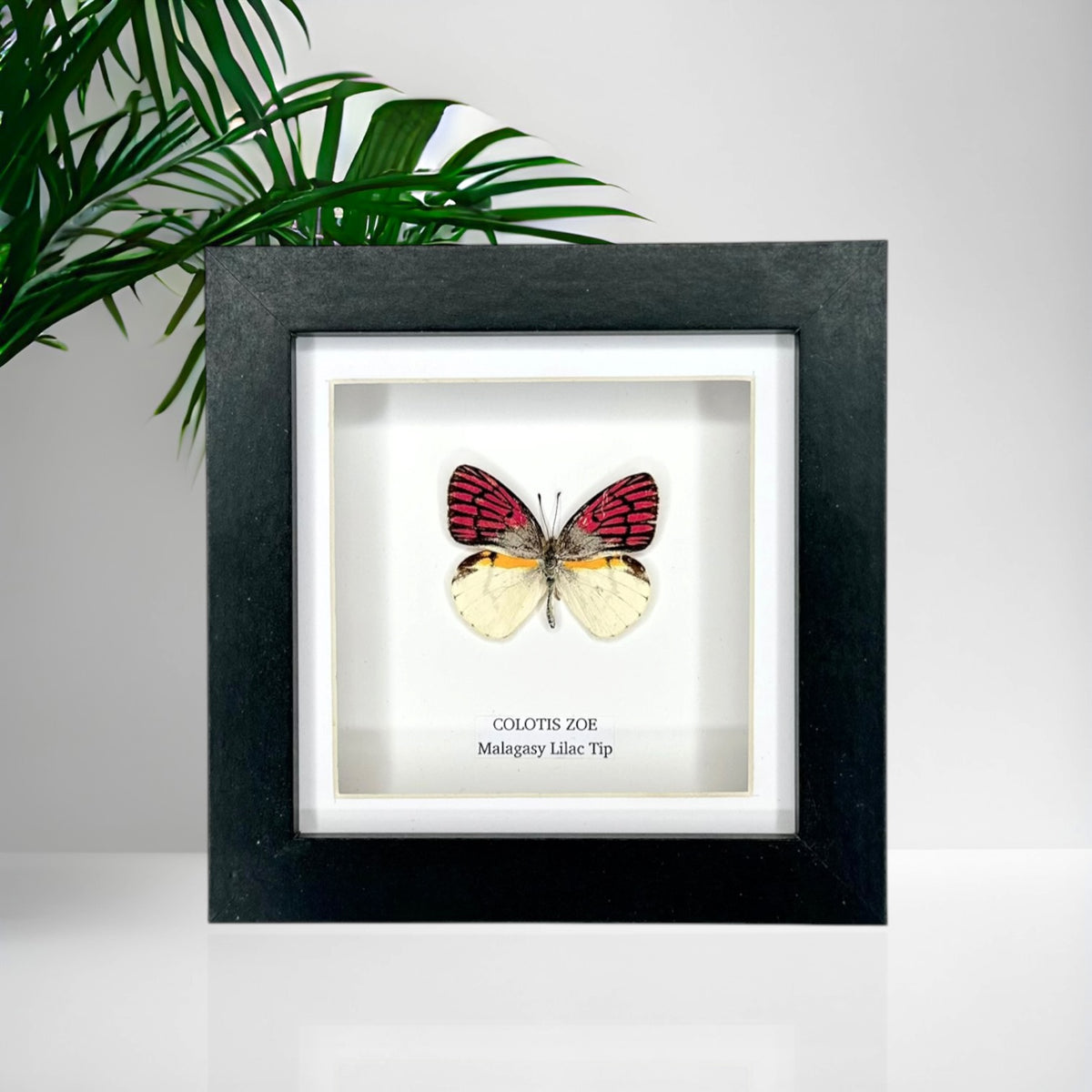 Malagasy Lilac Tip (Colotis Zoe) - Small Framed Butterfly
