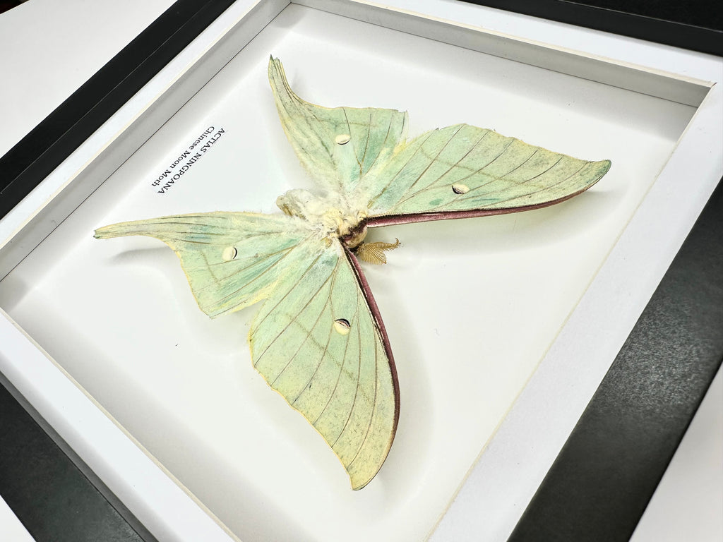 Chinese Moon Moth (Actias Ningpoana) - Medium Framed Moth