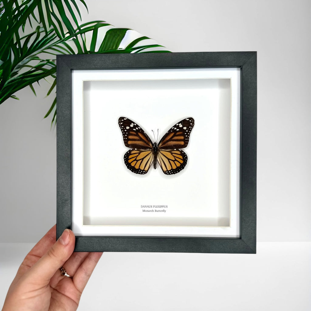 Monarch Butterfly (Female Danaus Plexippus) – Medium Framed Butterfly