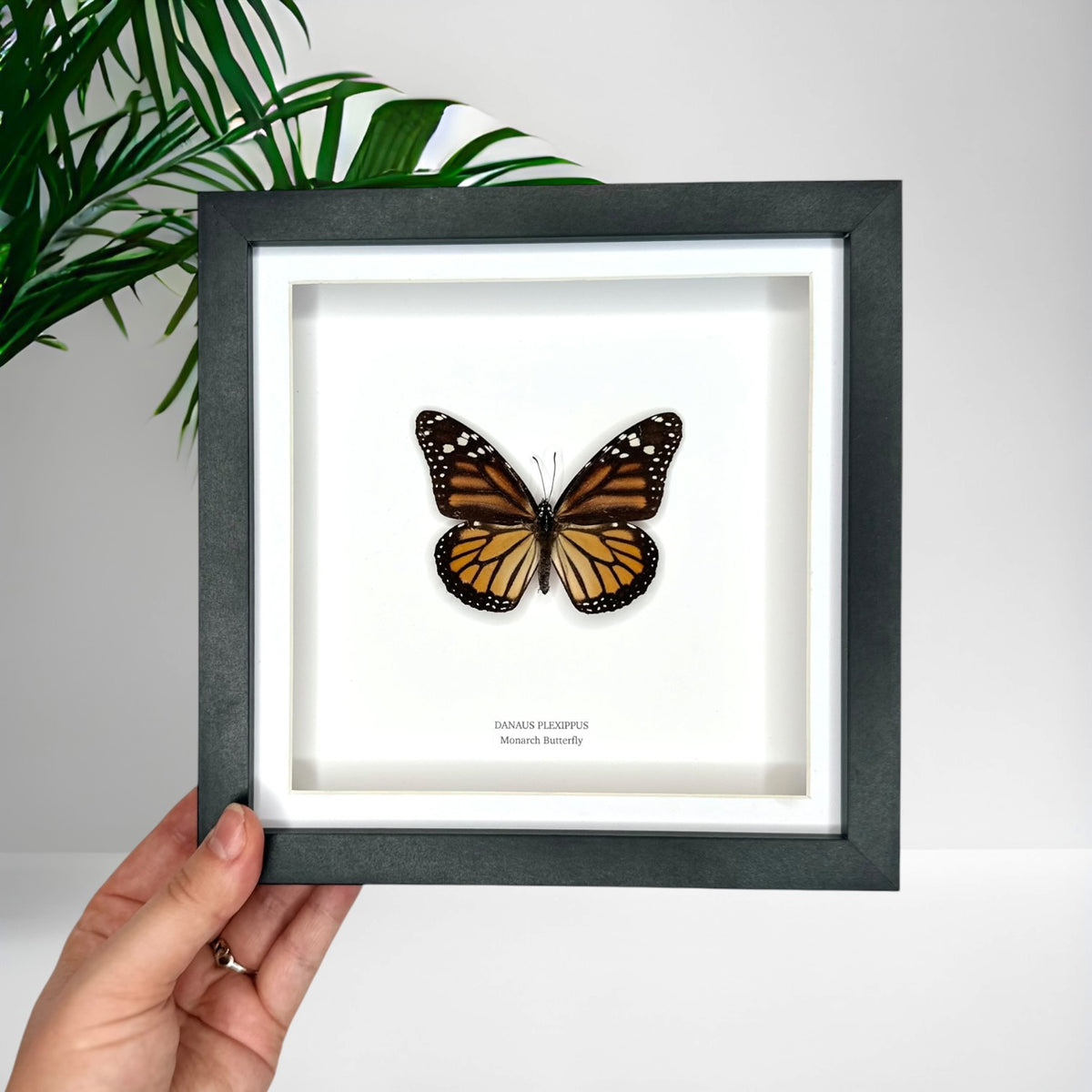 Monarch Butterfly (Female Danaus Plexippus) – Medium Framed Butterfly