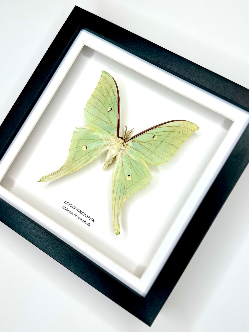 Chinese Moon Moth (Actias Ningpoana) - Medium Framed Moth