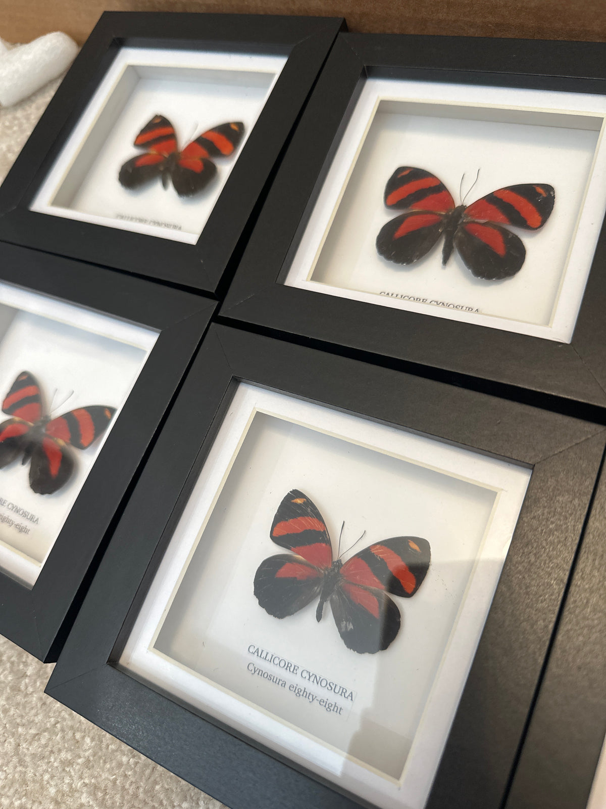 Sale | One Offs | Rare Pieces | Butterflies | Moths | Bugs