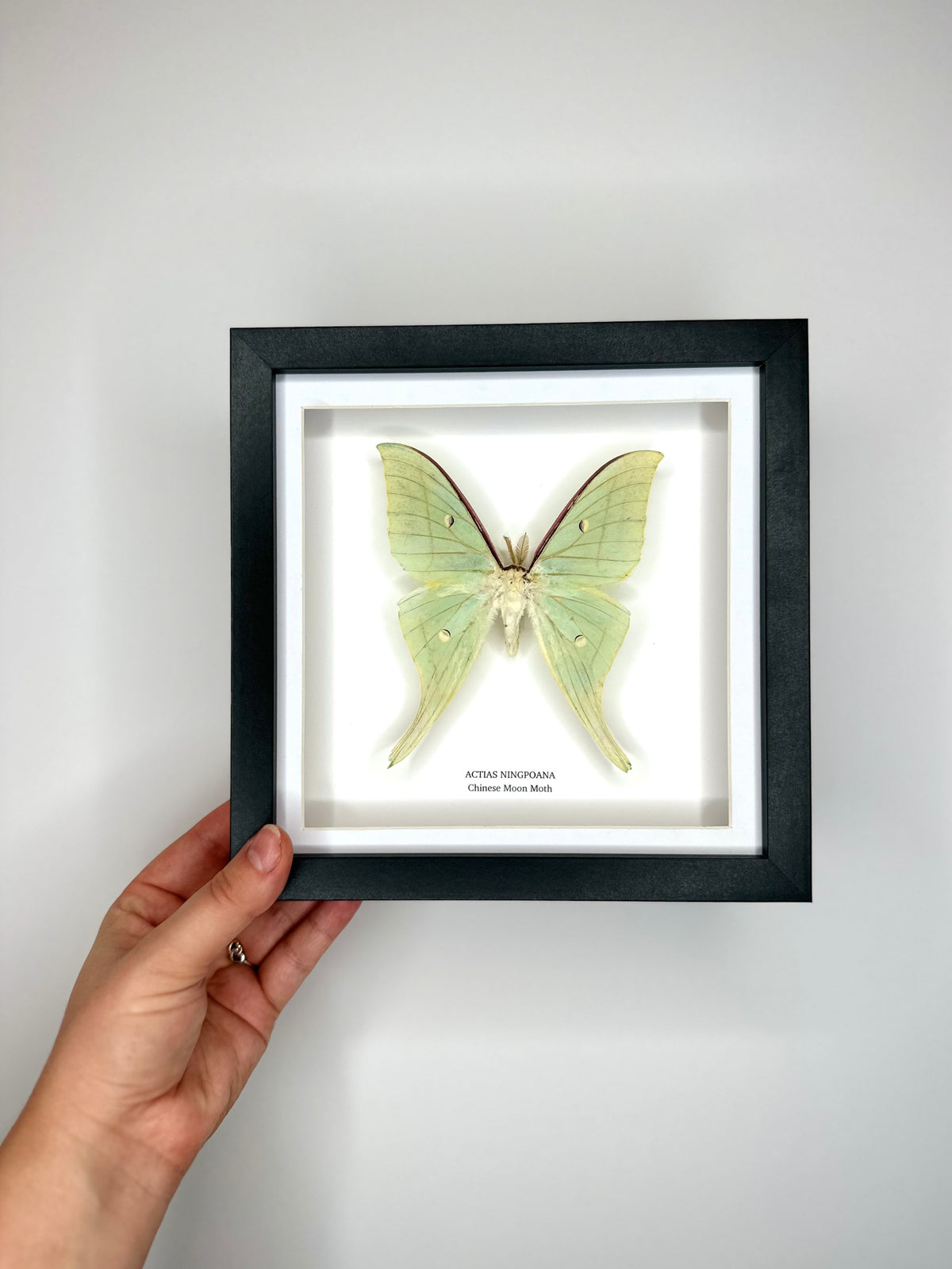 Chinese Moon Moth (Actias Ningpoana) - Medium Framed Moth