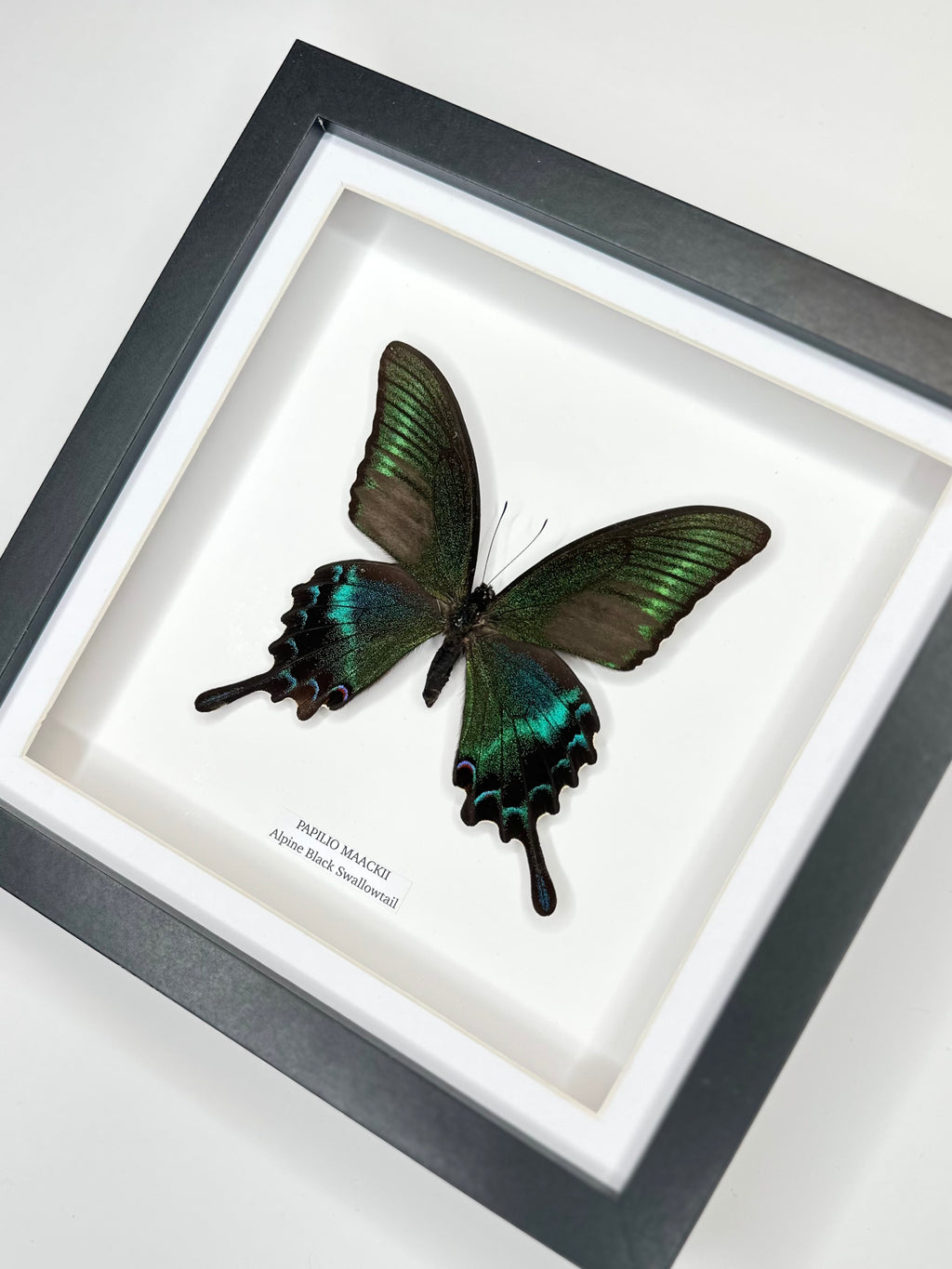 Alpine Black Swallowtail (Papilio Maackii) – Medium Framed Butterfly