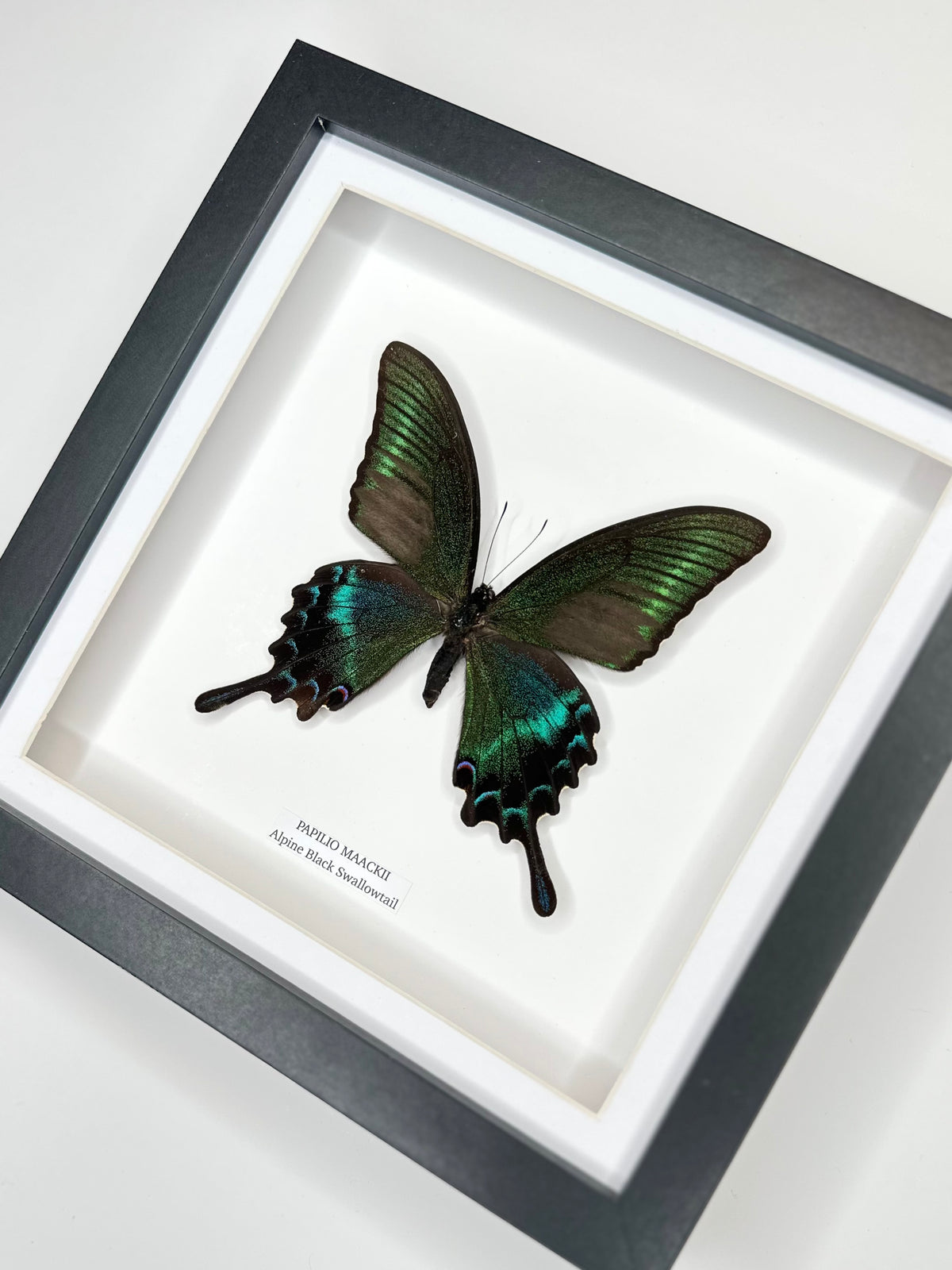 Alpine Black Swallowtail (Papilio Maackii) – Medium Framed Butterfly