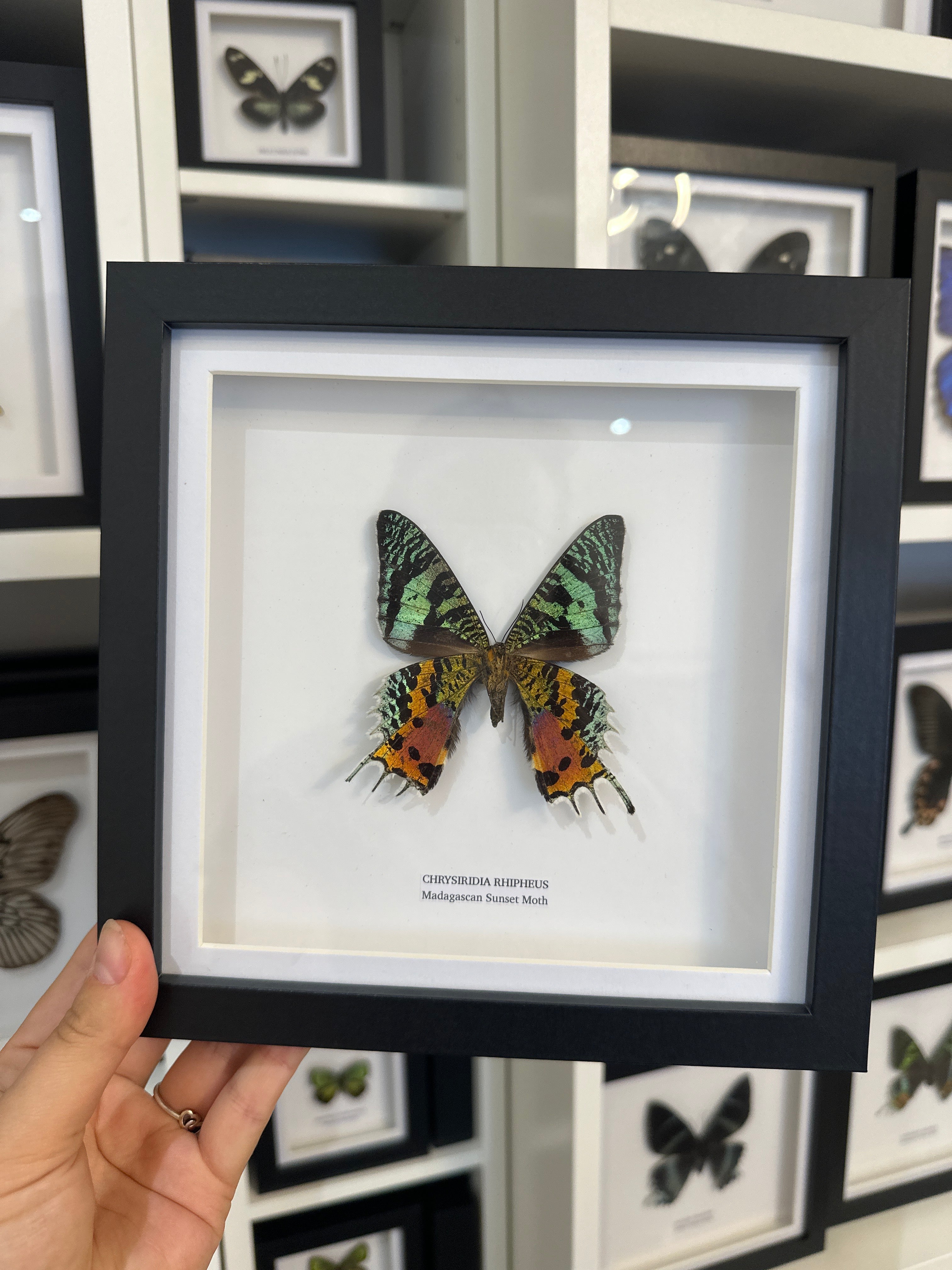 Sale | One Offs | Rare Pieces | Butterflies | Moths | Bugs