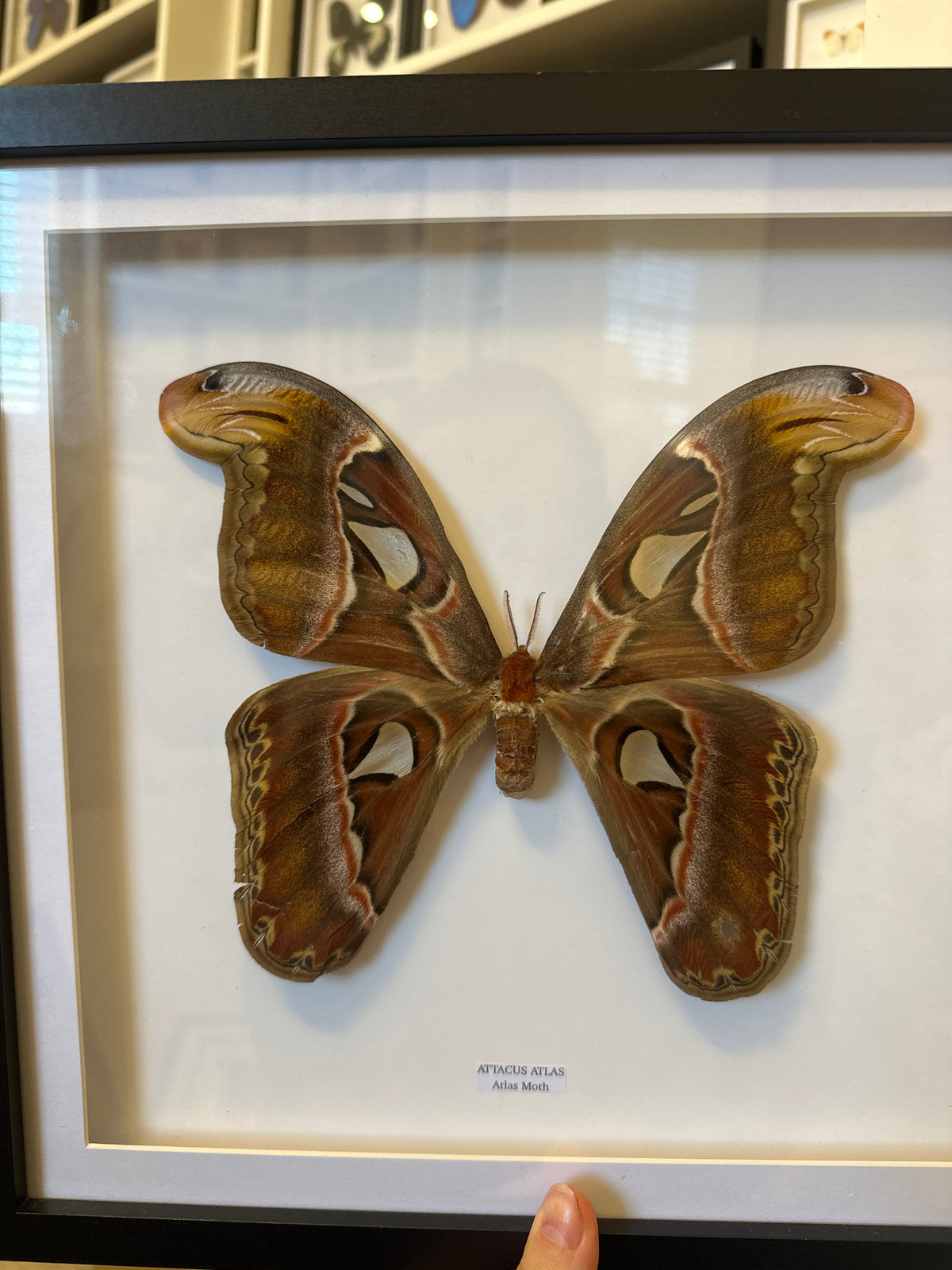 Giant Atlas Moth (Attacus Atlas) – Large Frame
