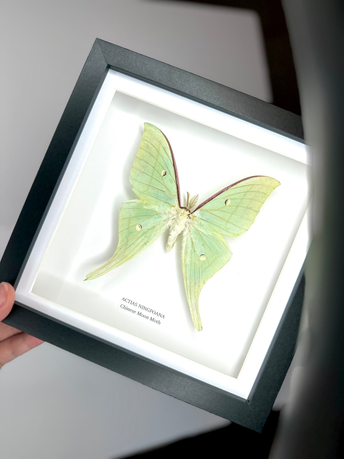 Chinese Moon Moth (Actias Ningpoana) - Medium Framed Moth
