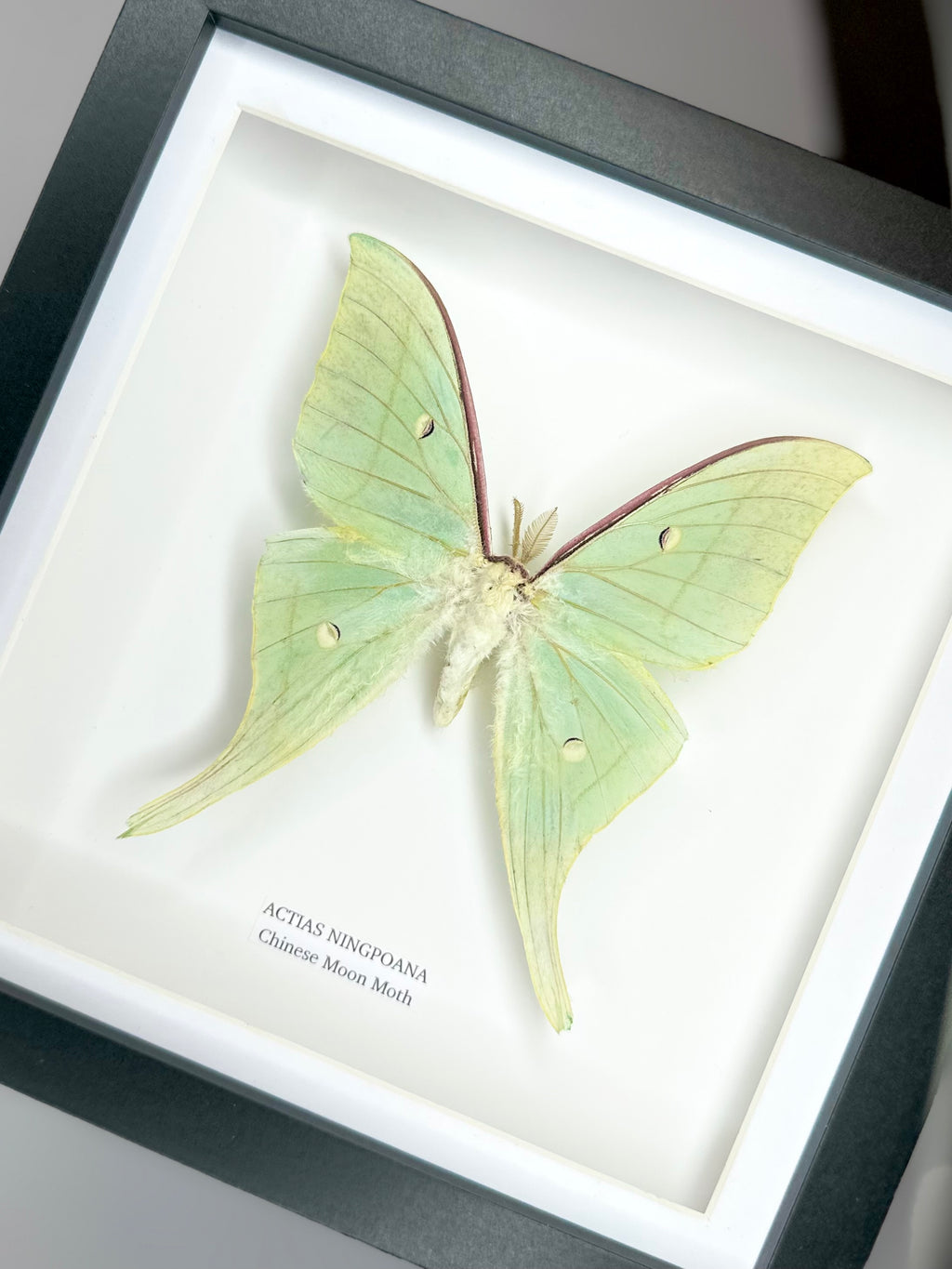 Chinese Moon Moth (Actias Ningpoana) - Medium Framed Moth