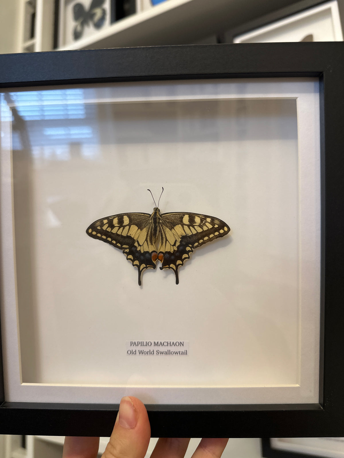 Old World Swallowtail (Papilio Machaon) - Medium Framed Butterfly