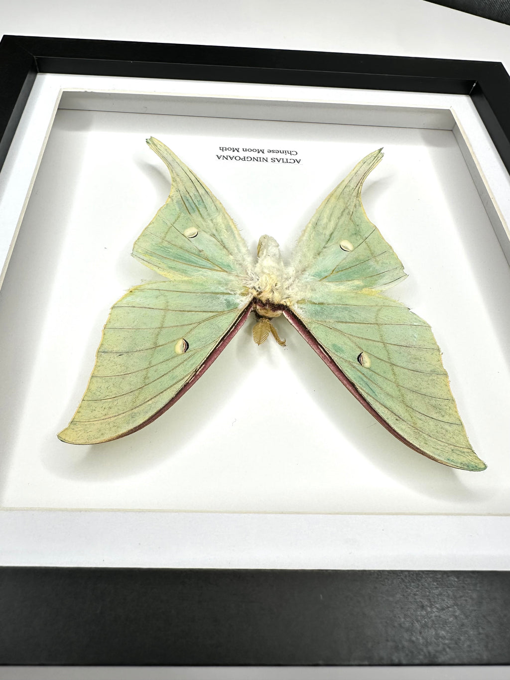 Chinese Moon Moth (Actias Ningpoana) - Medium Framed Moth