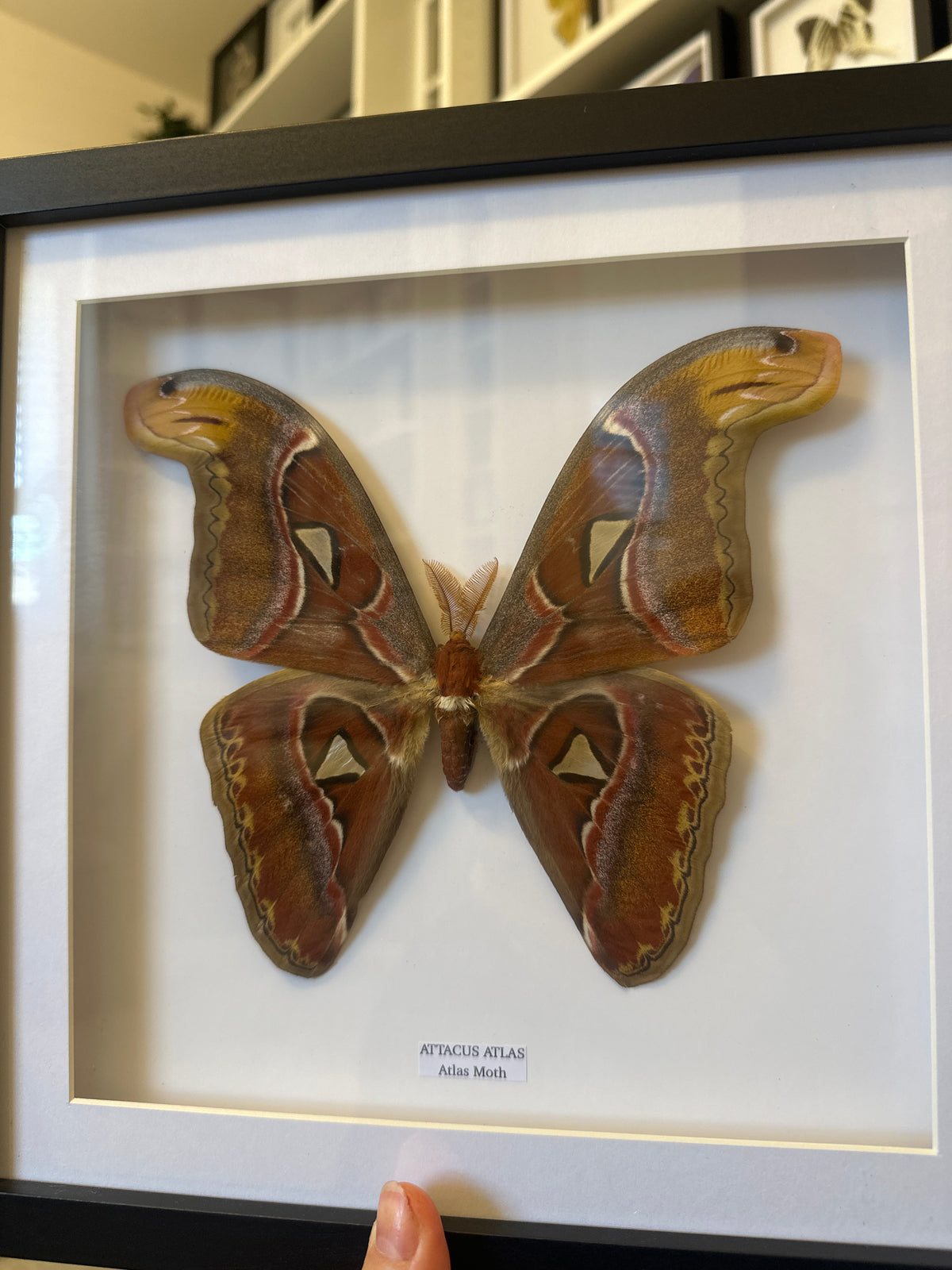 Giant Atlas Moth (Attacus Atlas) – Large Frame