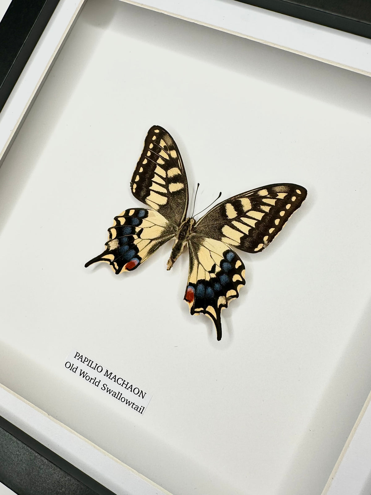 Old World Swallowtail (Papilio Machaon) - Medium Framed Butterfly