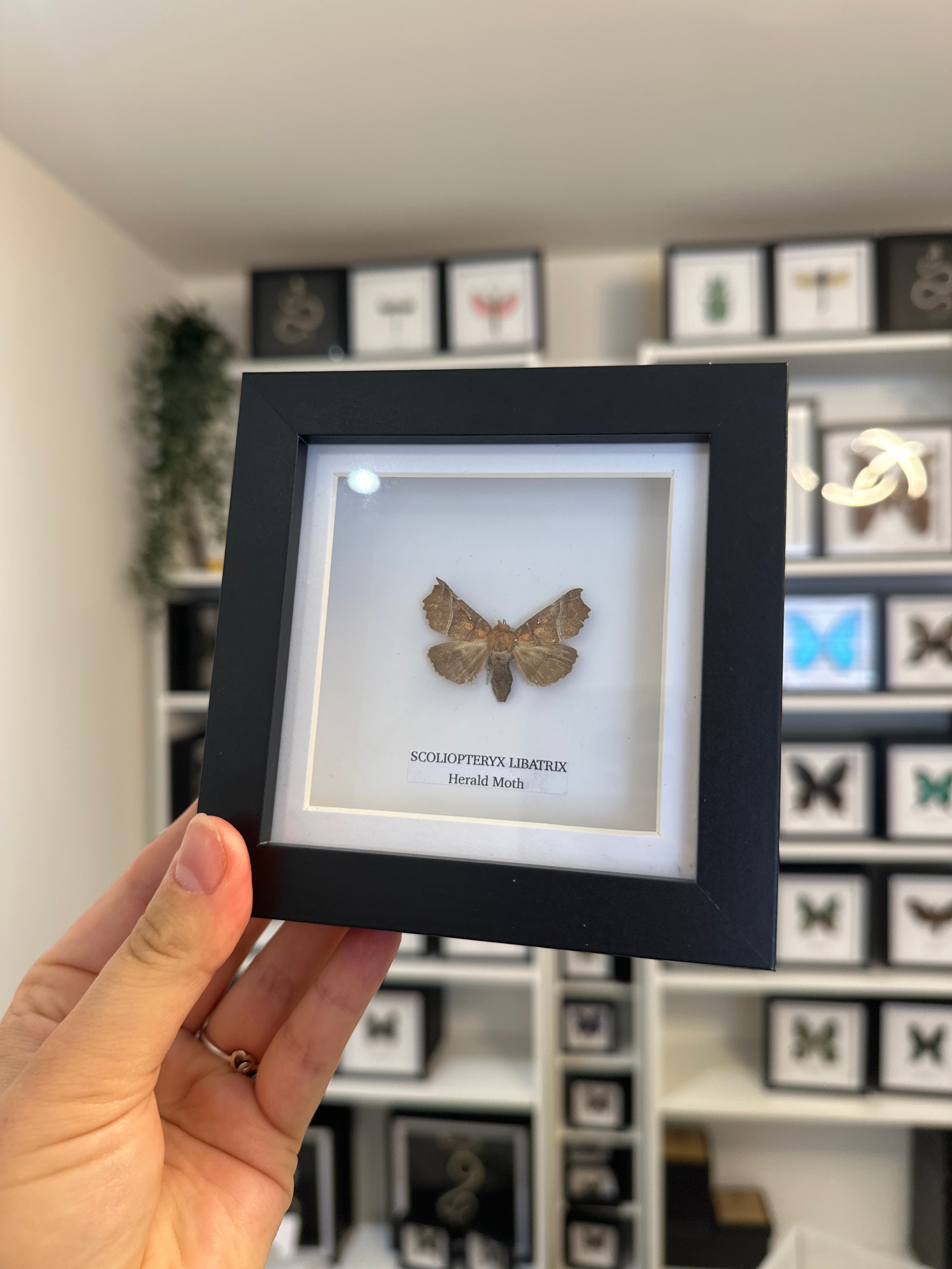 Sale | One Offs | Rare Pieces | Butterflies | Moths | Bugs