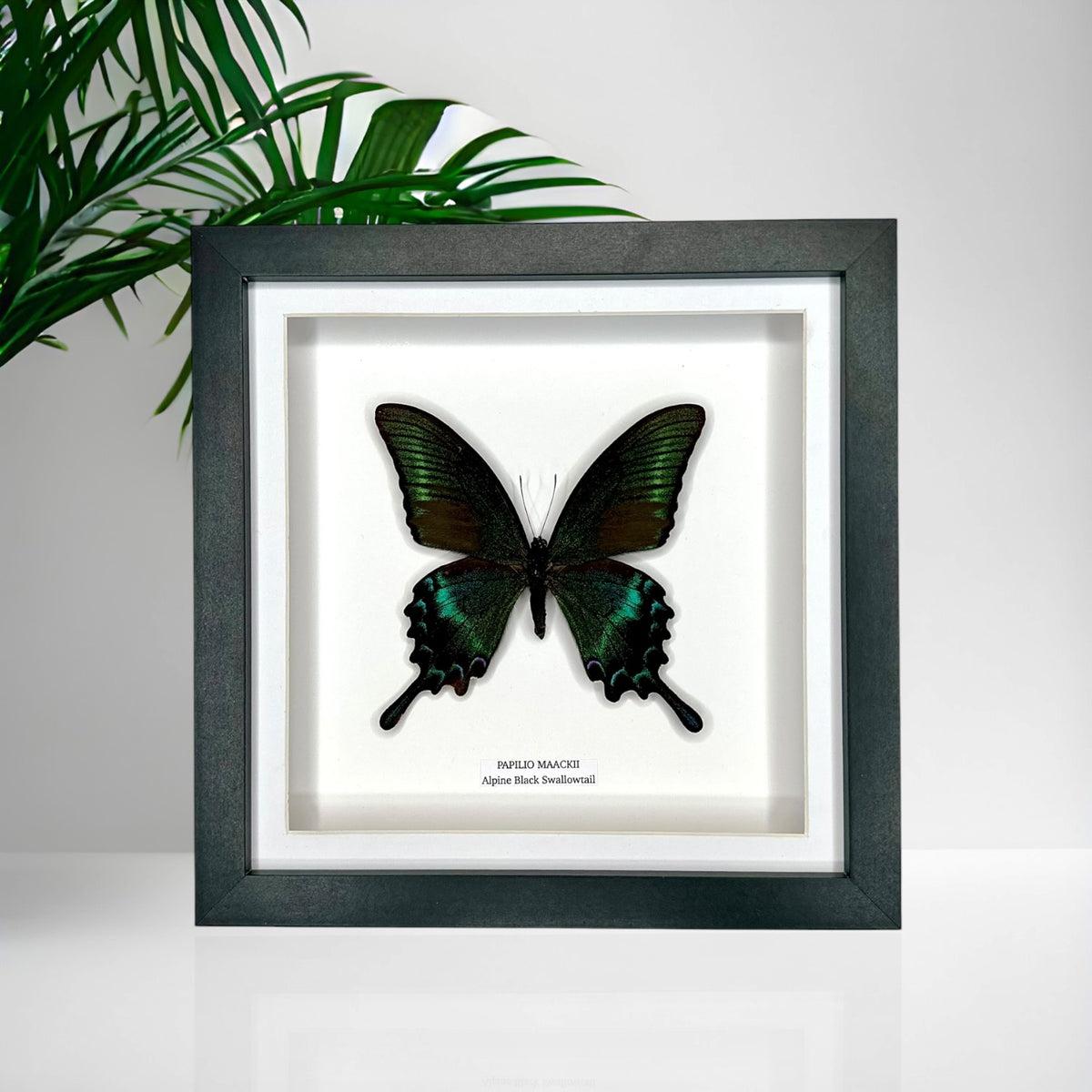 Alpine Black Swallowtail (Papilio Maackii) – Medium Framed Butterfly