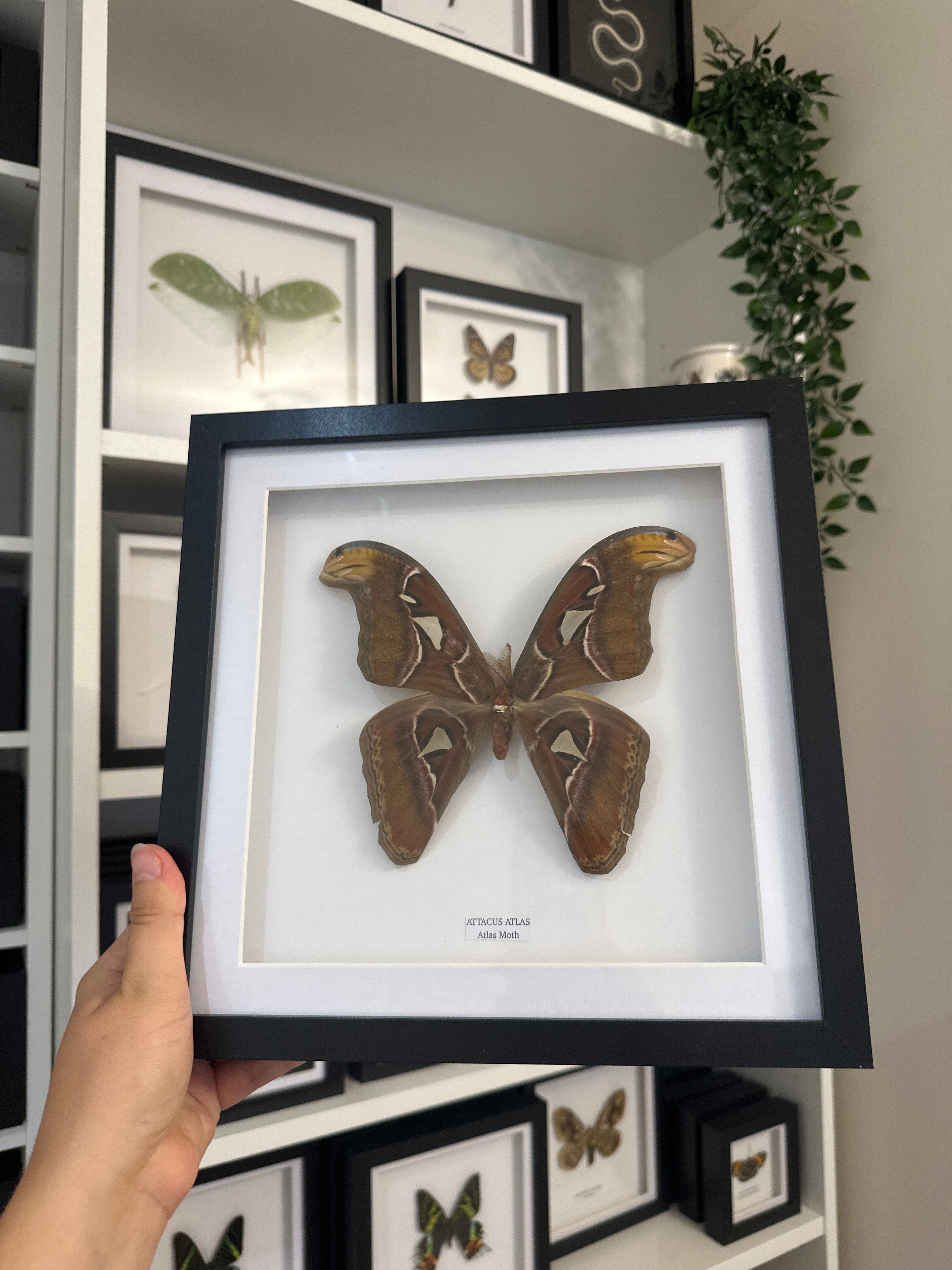 Giant Atlas Moth (Attacus Atlas) – Large Frame
