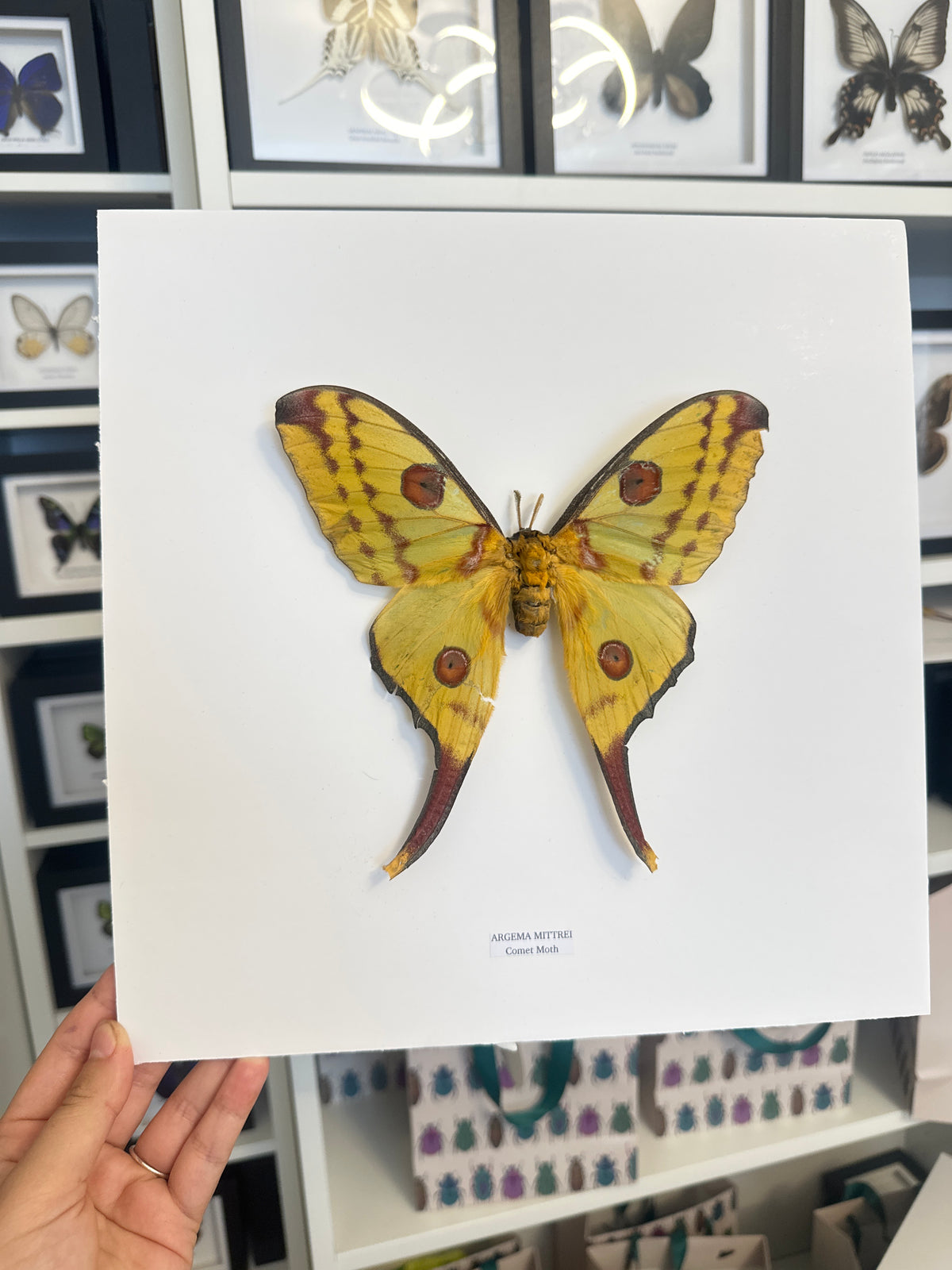 Comet Moth (Argema Mittrei) Female - XL Frame