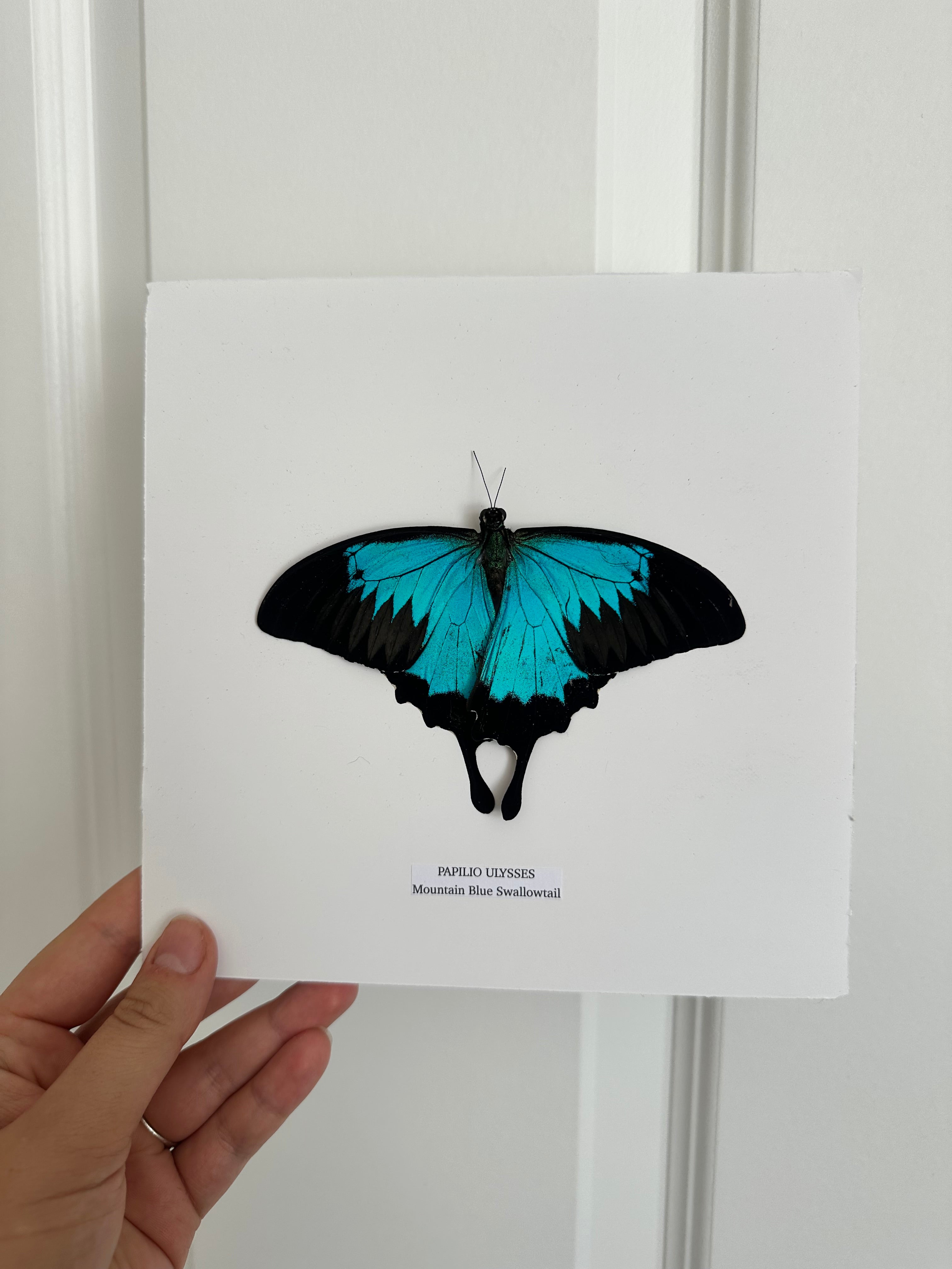 Mountain Blue Swallowtail (Papilio Ulysses) – Medium Frame