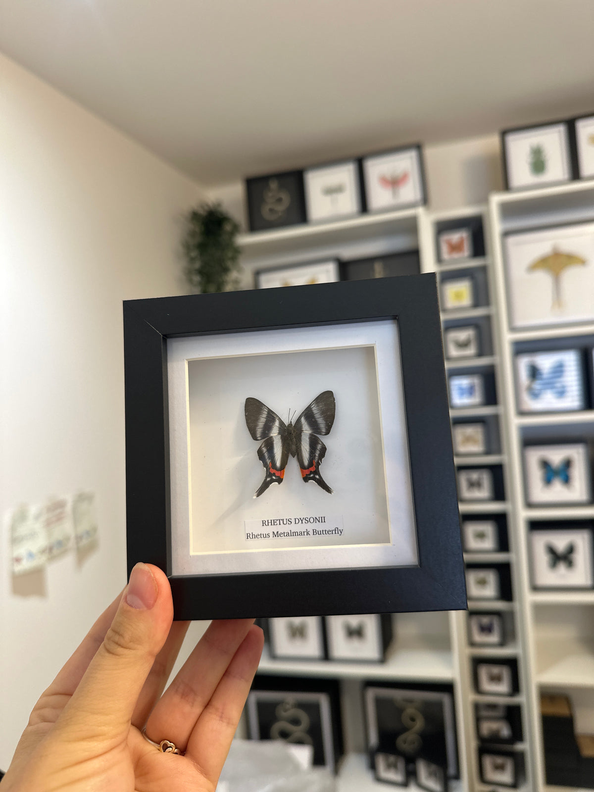 Sale | One Offs | Rare Pieces | Butterflies | Moths | Bugs
