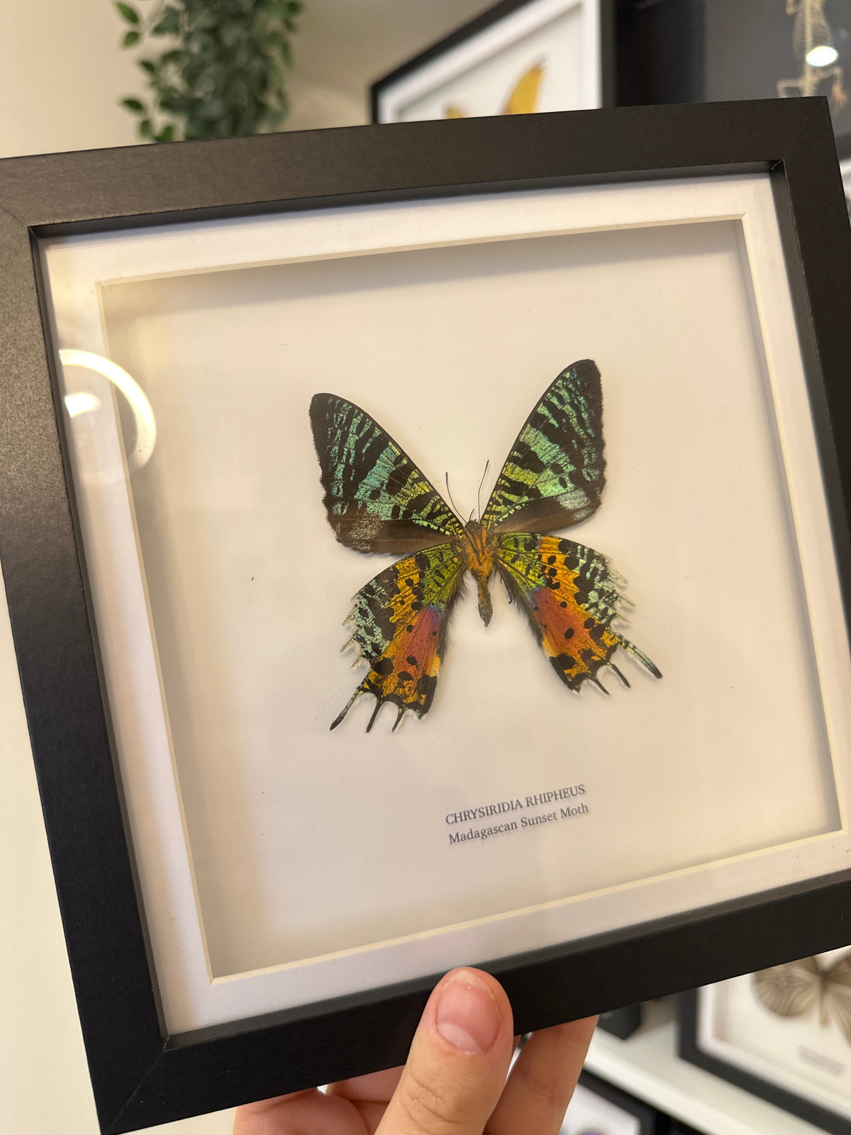 Sale | One Offs | Rare Pieces | Butterflies | Moths | Bugs