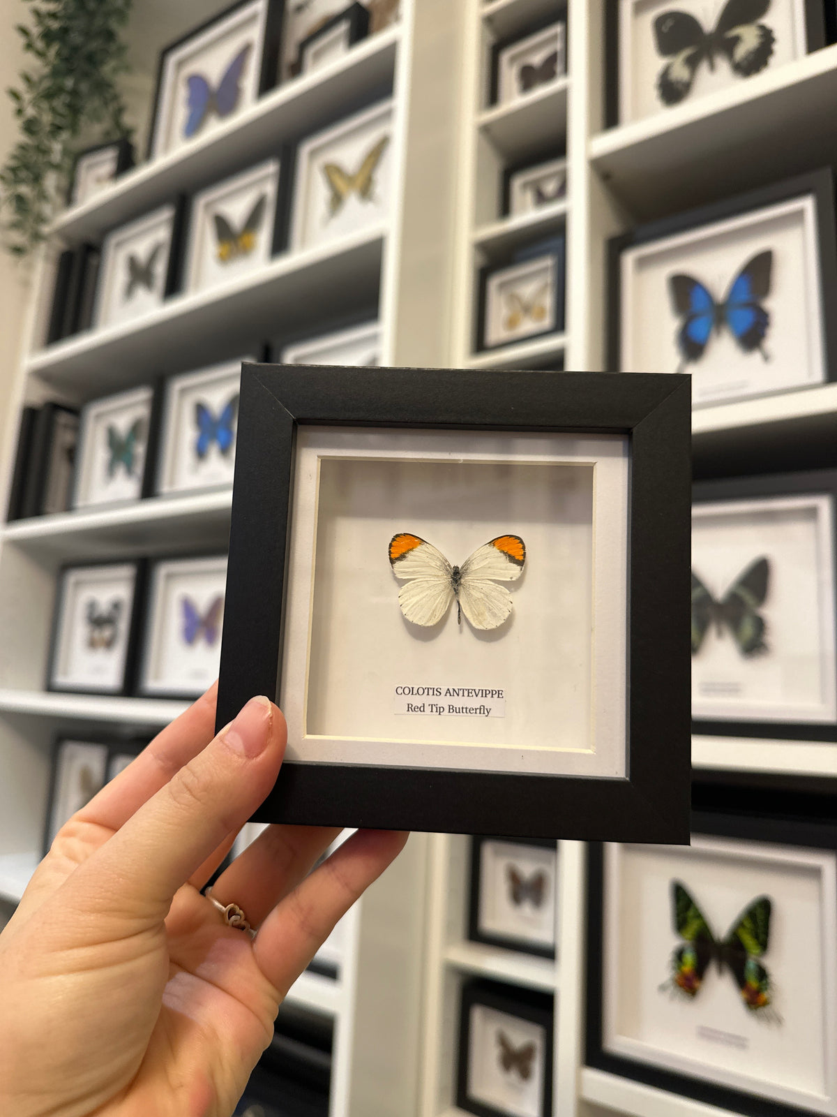 Sale | One Offs | Rare Pieces | Butterflies | Moths | Bugs