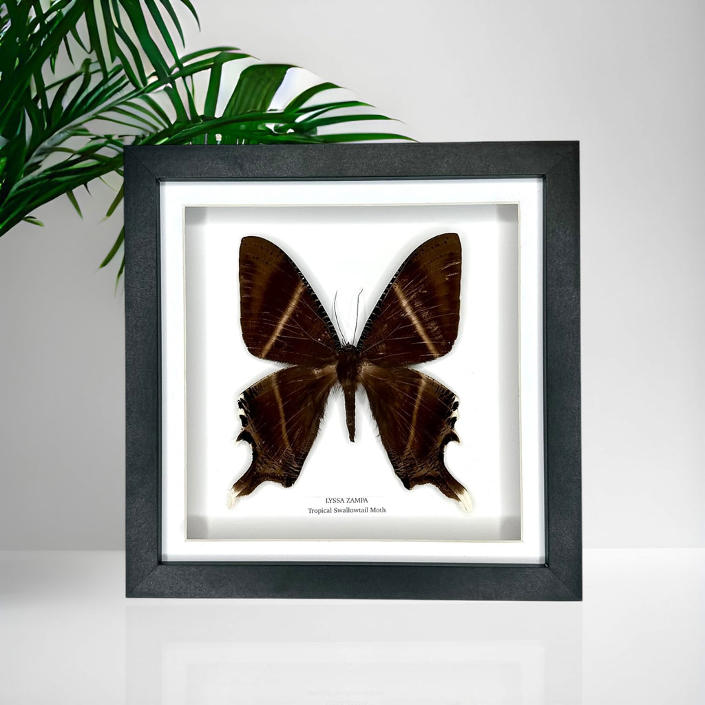 Tropical Swallowtail Moth (Lyssa Zampa) – Medium Framed Moth