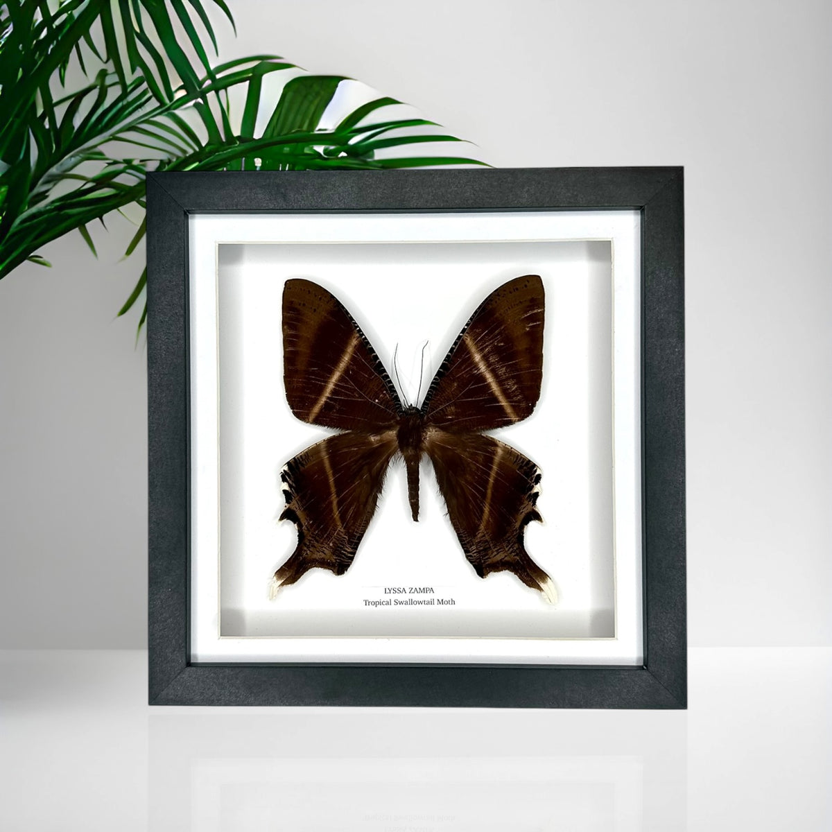 Tropical Swallowtail Moth (Lyssa Zampa) – Medium Framed Moth
