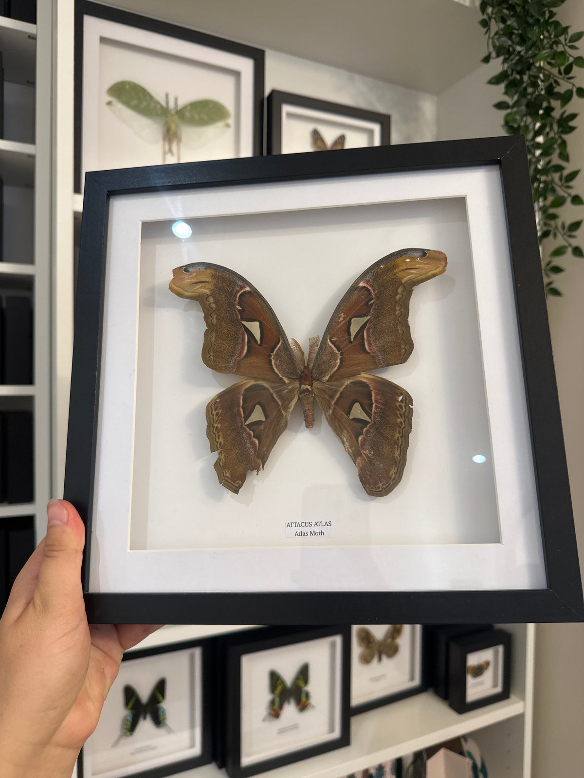 Giant Atlas Moth (Attacus Atlas) – Large Frame