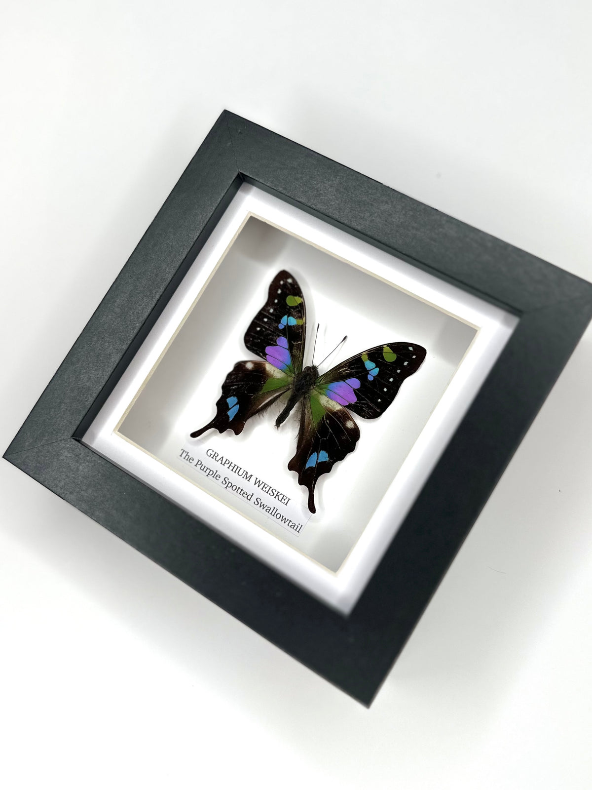 Purple Spotted Swallowtail (Graphium Weiskei) – Small Frame